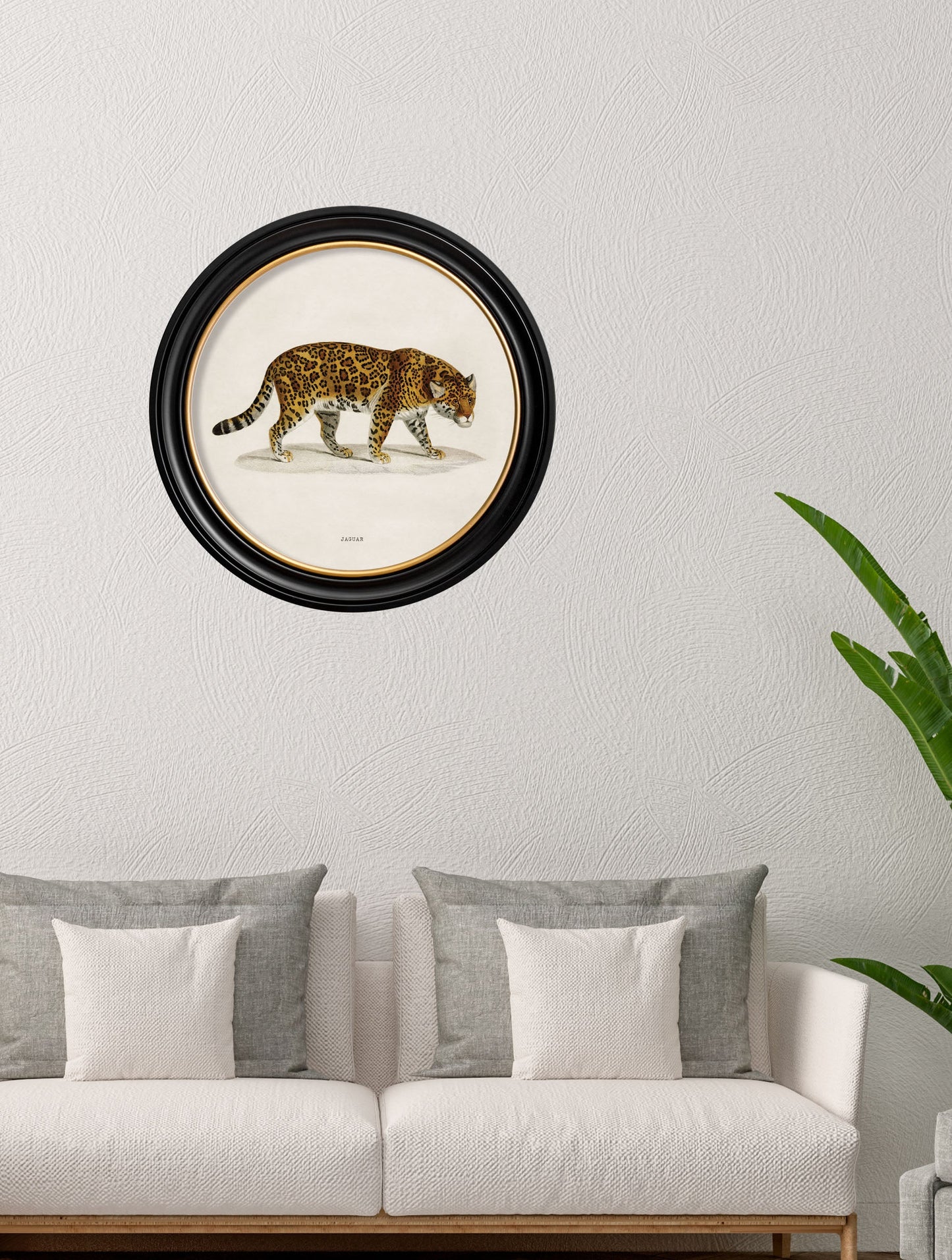 c 1836 jaguar round frame in size 44 x 44cm - glass-fronted framed wall art print with solid wood frame, designed for high-end interior design