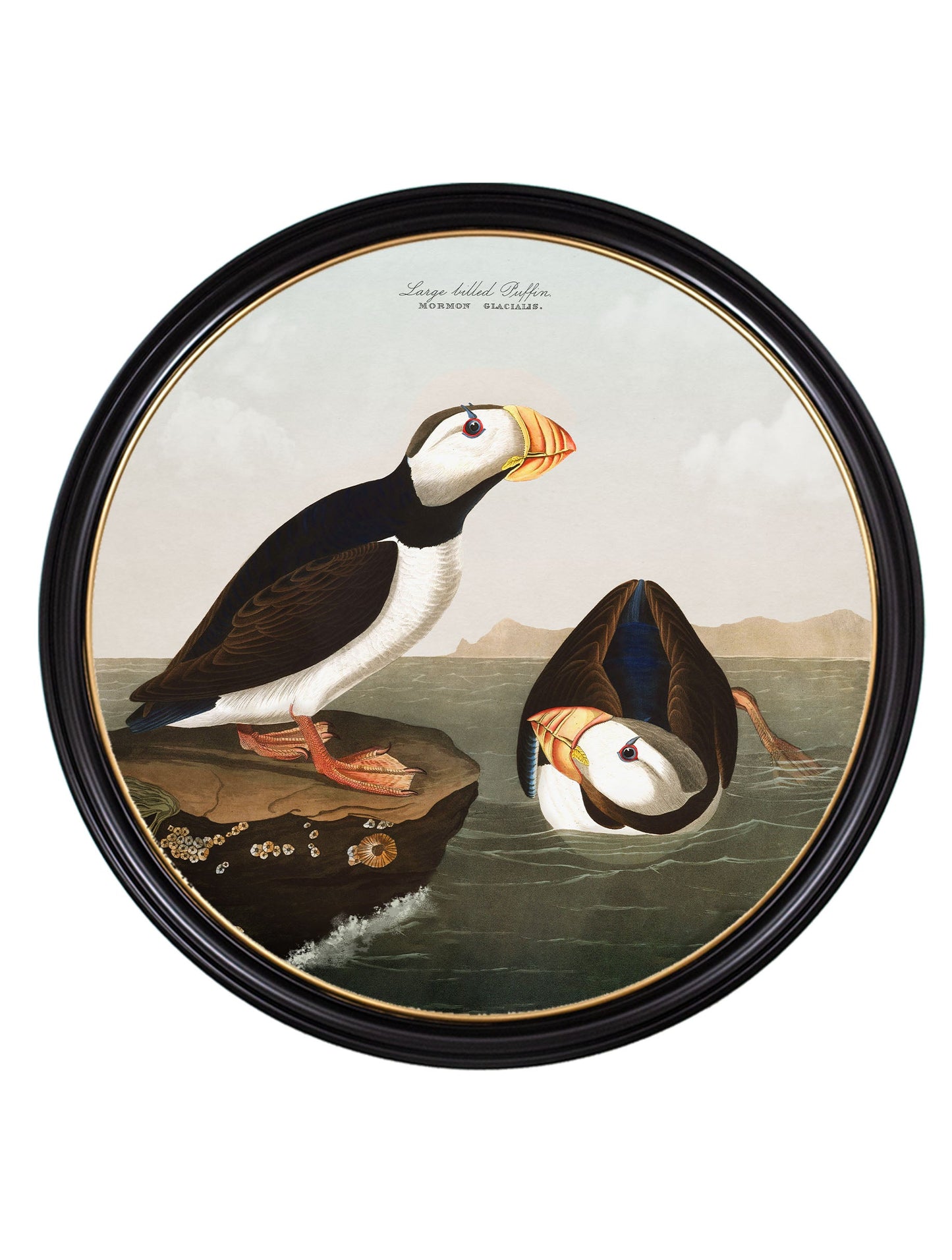 c 1838 audubons puffin round frame in size 96 x 96cm - glass-fronted framed wall art print with solid wood frame, perfect for luxury home decor