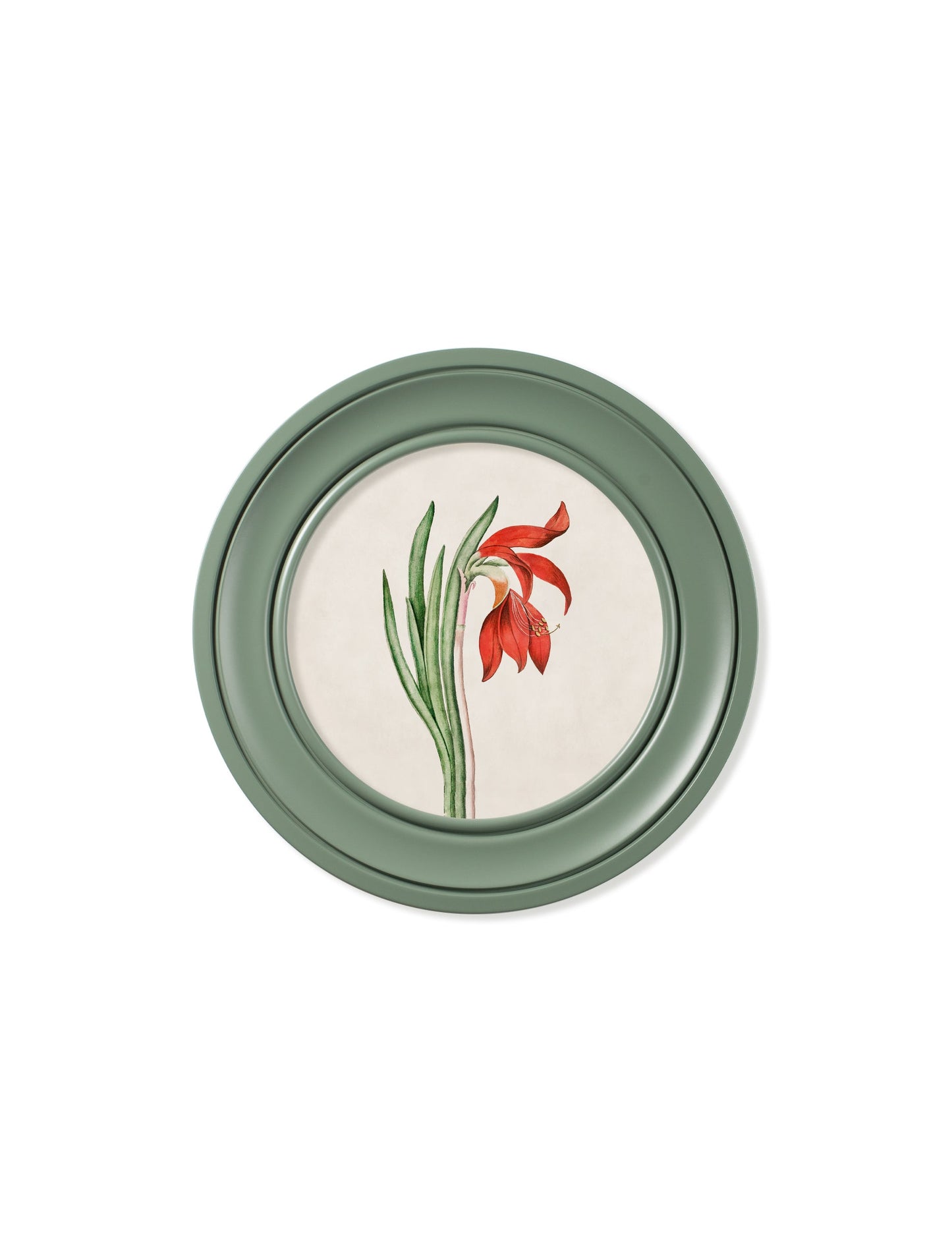 c 1780 flowering plants round frame green in size 44 x 44cm - glass-fronted framed wall art print with solid wood frame, designed for high-end interior design