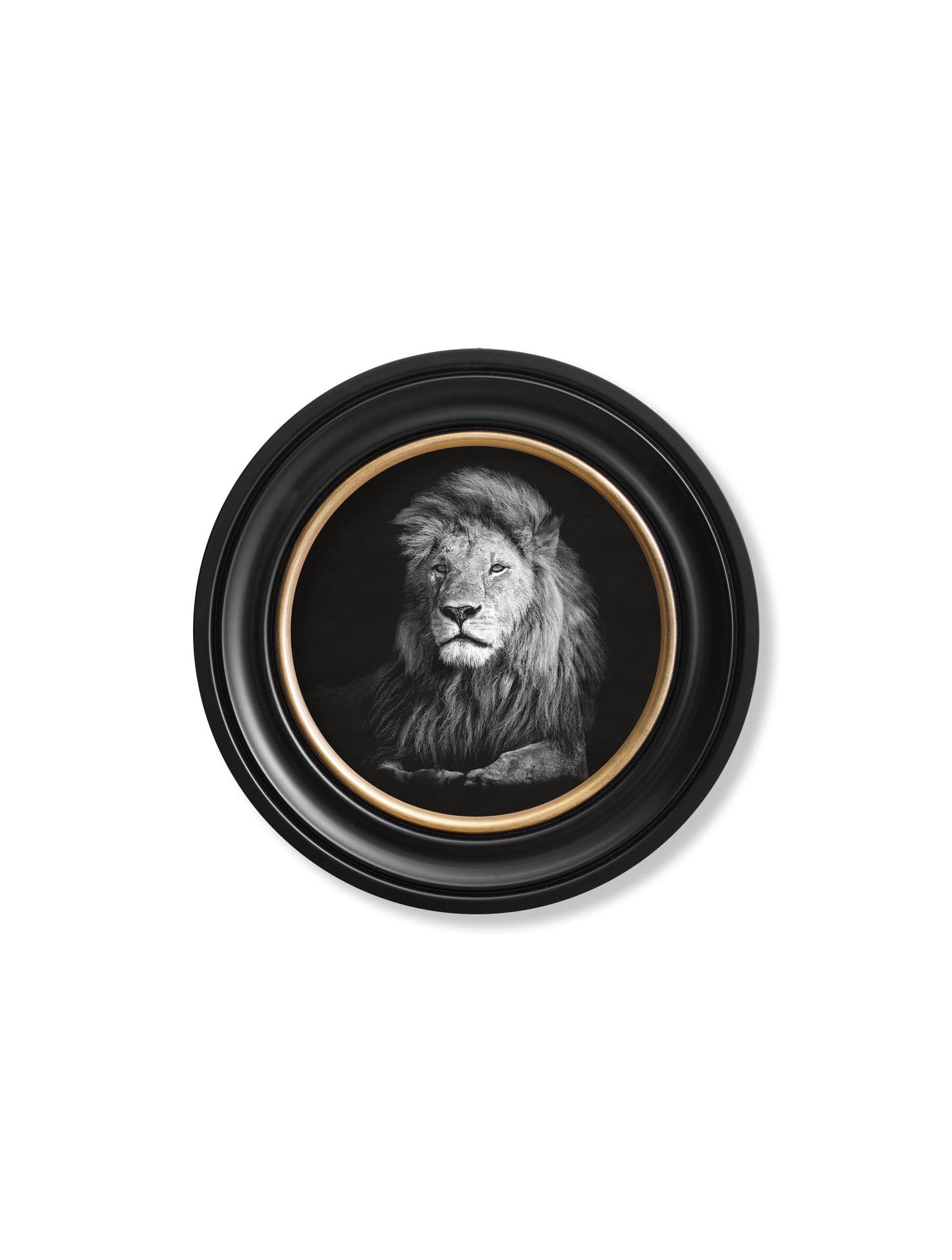 wildlife photography lion round frame - premium glass-fronted framed art print with solid wood frame, designed for high-end interior design