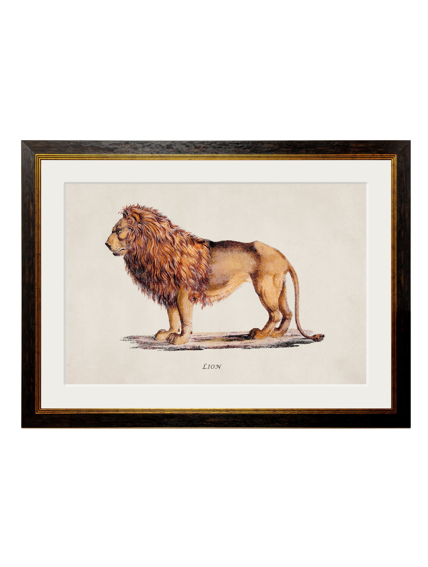 c 1800s lion and lioness in size 38 x 50cm - glass-fronted framed wall art print with solid wood frame, luxury wall art for sophisticated spaces