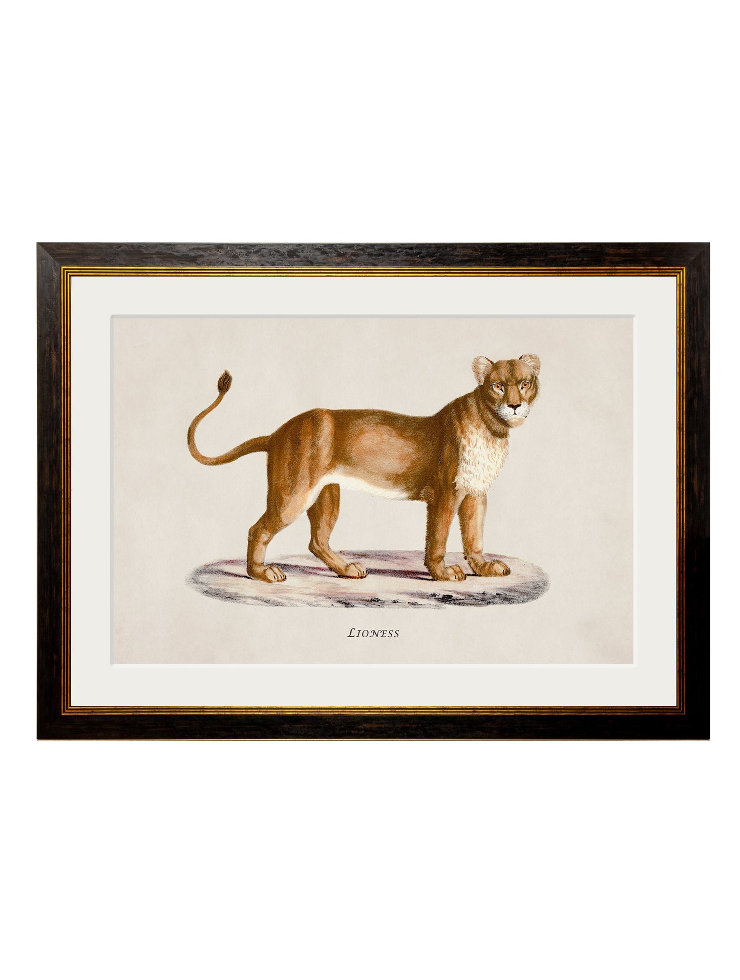 c 1800s lion and lioness in size 50 x 70cm - glass-fronted framed wall art print with solid wood frame, ideal for modern interiors