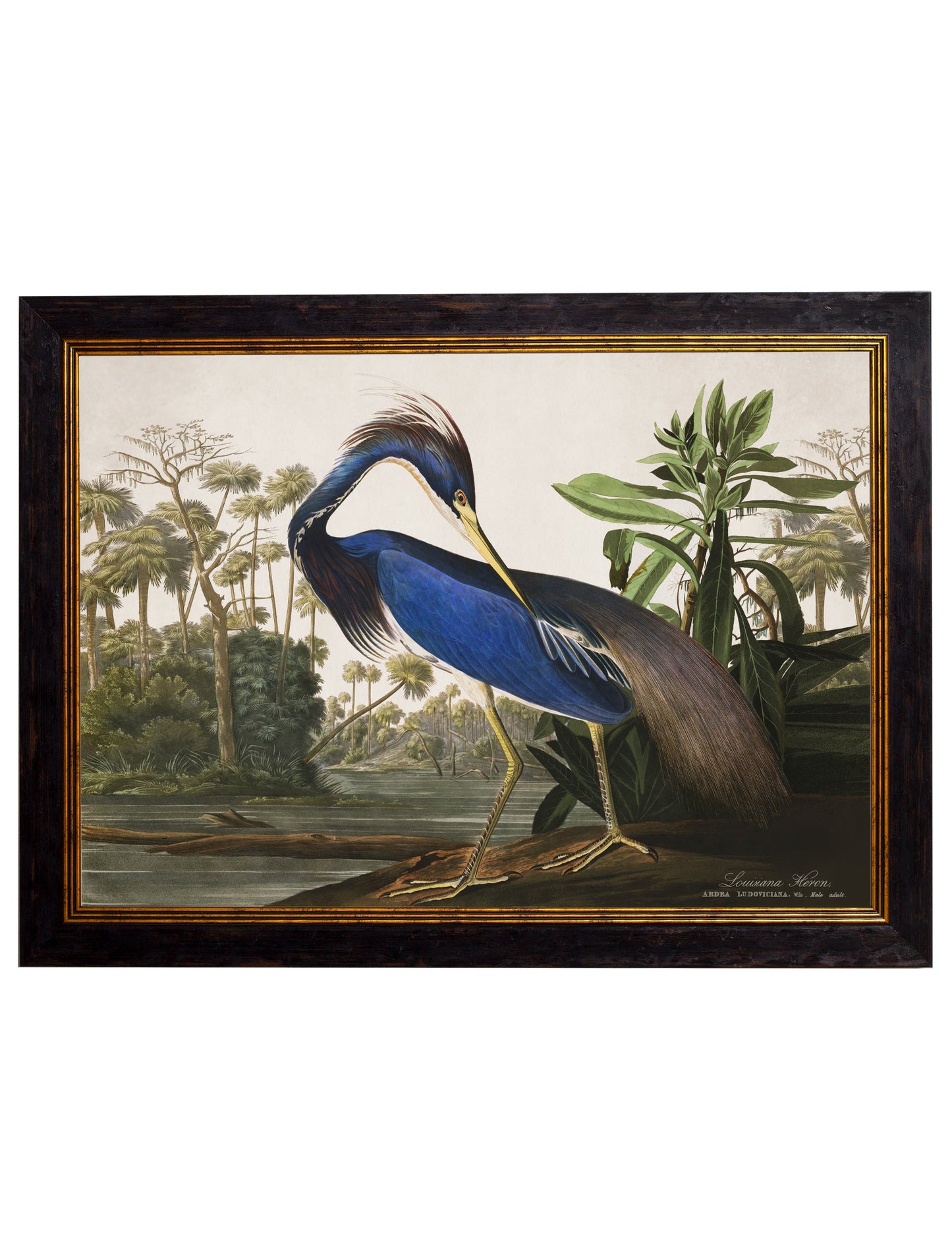 c 1838 audubons herons in size 38 x 50cm - glass-fronted framed wall art print with solid wood frame, luxury wall art for sophisticated spaces