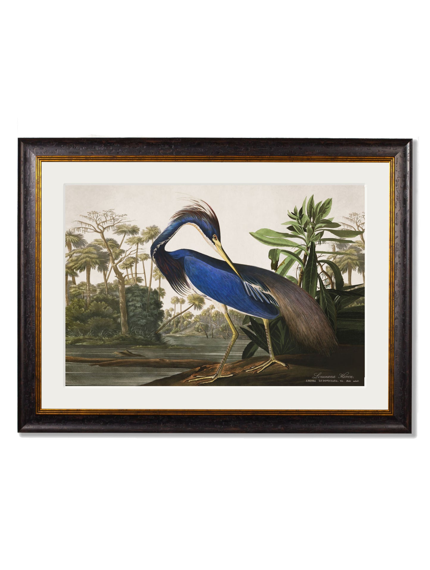 c 1838 audubons herons in size 38 x 50cm - glass-fronted framed wall art print with solid wood frame, adds elegance to your decor