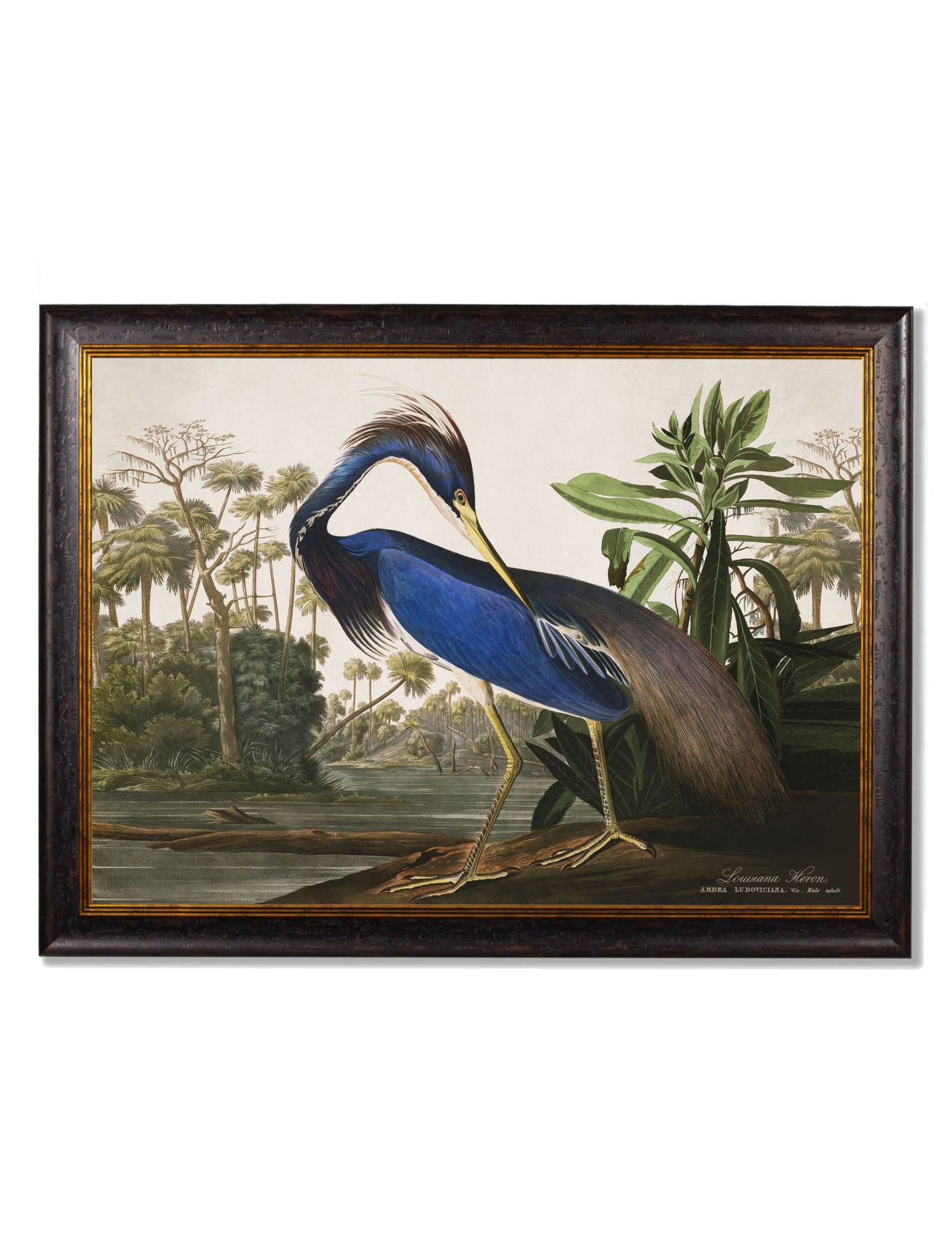 c 1838 audubons herons in size 50 x 70cm - glass-fronted framed wall art print with solid wood frame, ideal for contemporary home styling