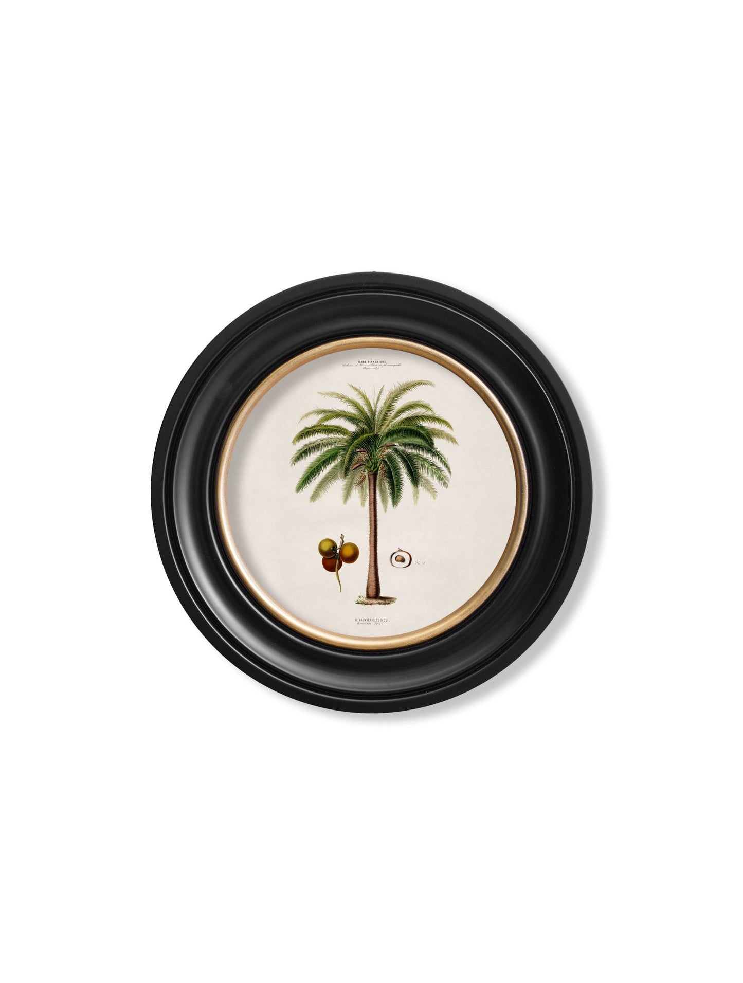 c 1843 studies of south american palm trees in round frames - premium glass-fronted framed art print with solid wood frame, a beautiful addition to stylish homes