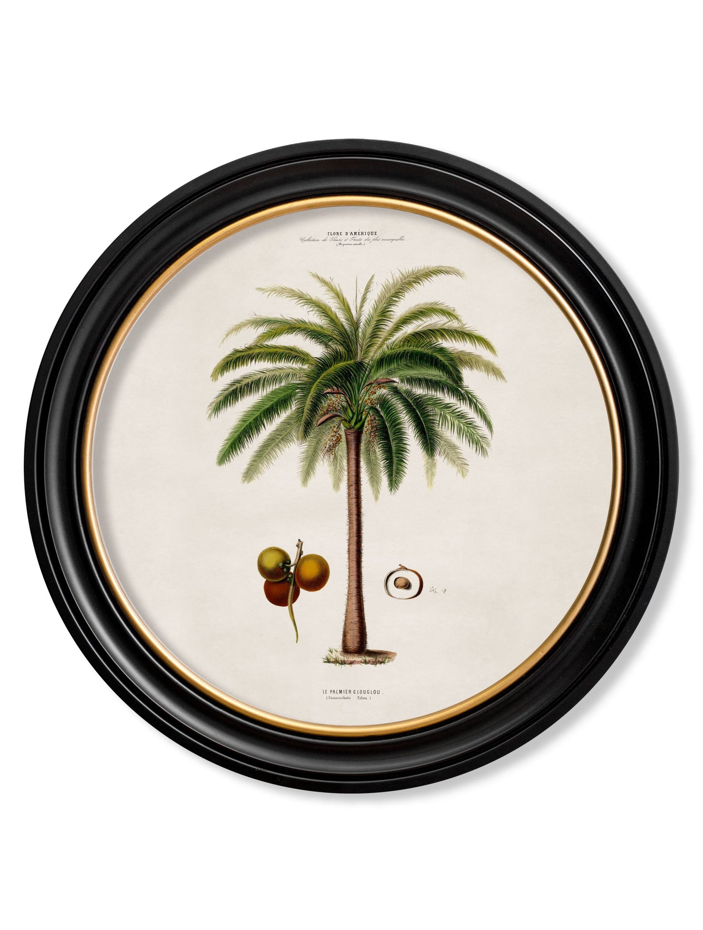 c 1843 studies of south american palm trees in round frames in size 70 x 70cm - glass-fronted framed wall art print with solid wood frame, ideal for modern interiors