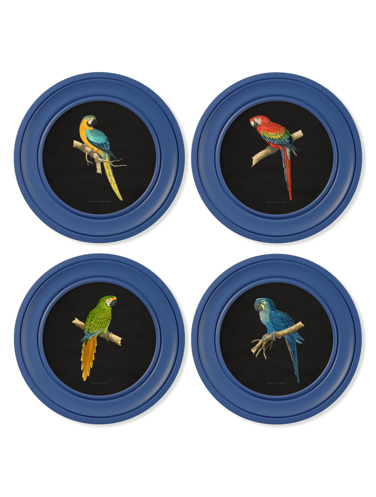 c 1884 collection of macaws in round frames blue in size 44 x 44cm - glass-fronted framed wall art print with solid wood frame, adds elegance to your decor