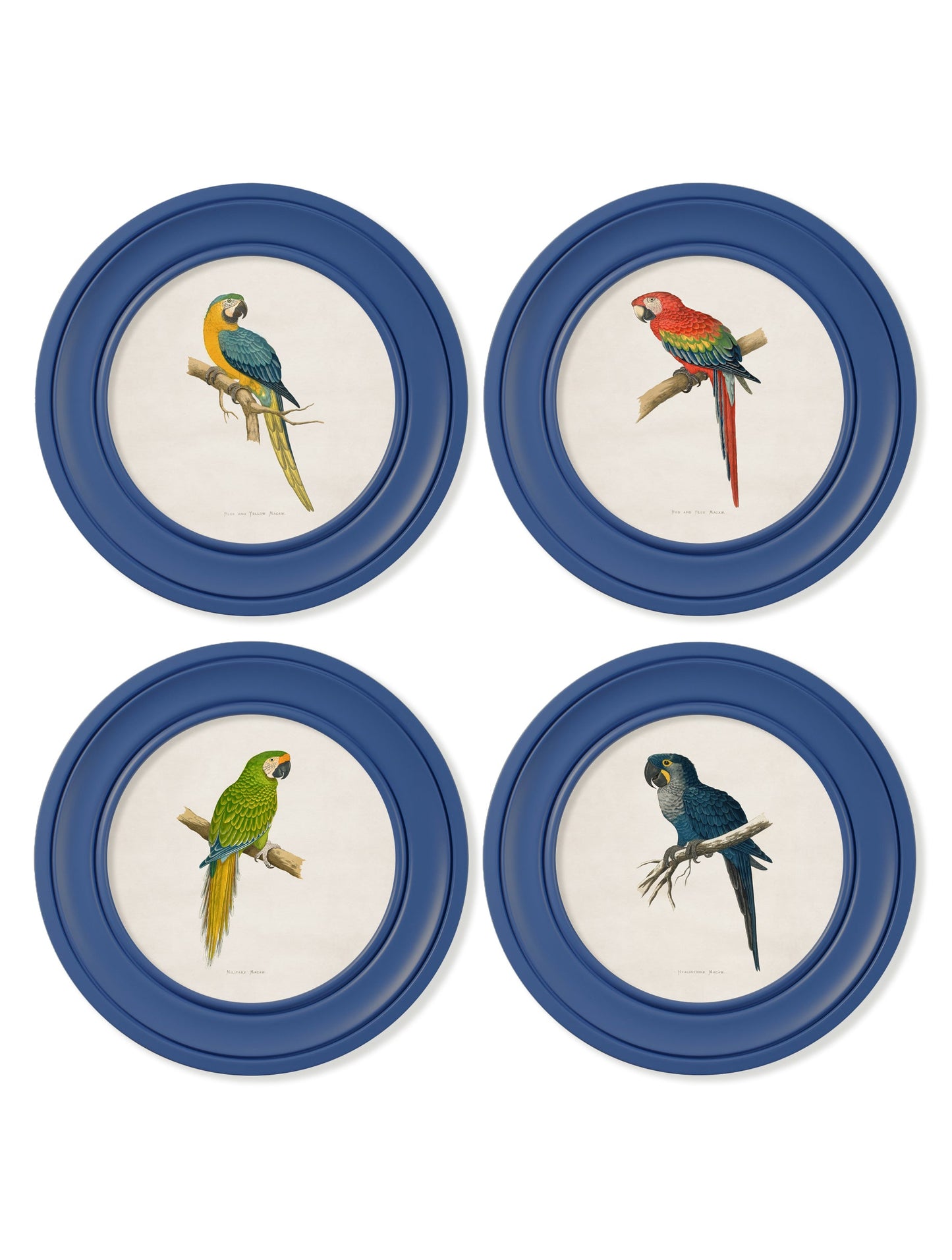 c 1884 collection of macaws in round frames red in size 70 x 70cm - glass-fronted framed wall art print with solid wood frame, ideal for contemporary home styling