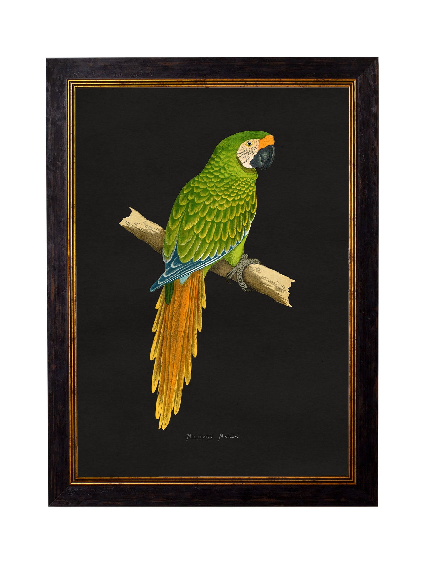 c 1884 macaws dark background in size 50 x 70cm - glass-fronted framed wall art print with solid wood frame, designed for high-end interior design