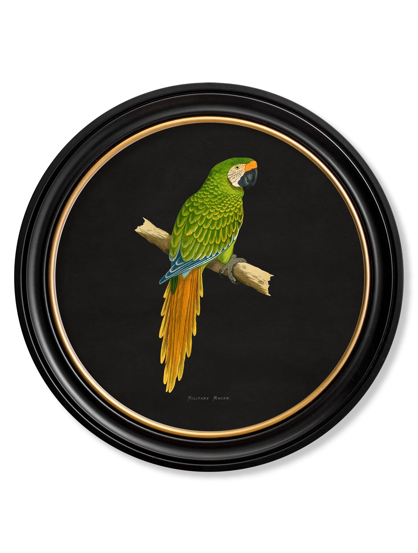 c 1884 collection of macaws in round frames black in size 70 x 70cm - glass-fronted framed wall art print with solid wood frame, perfect for luxury home decor