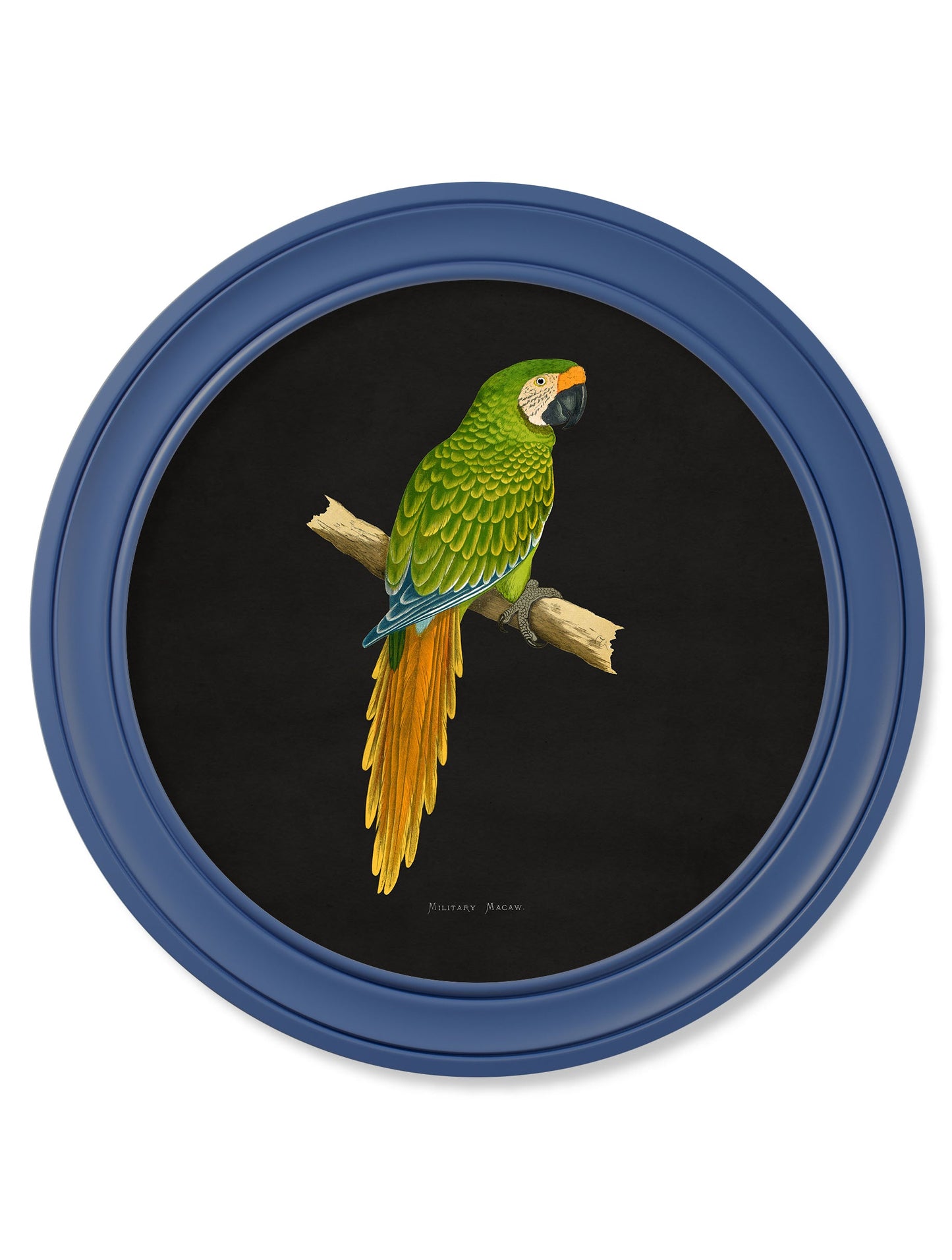 c 1884 collection of macaws in round frames blue in size 70 x 70cm - glass-fronted framed wall art print with solid wood frame, ideal for contemporary home styling