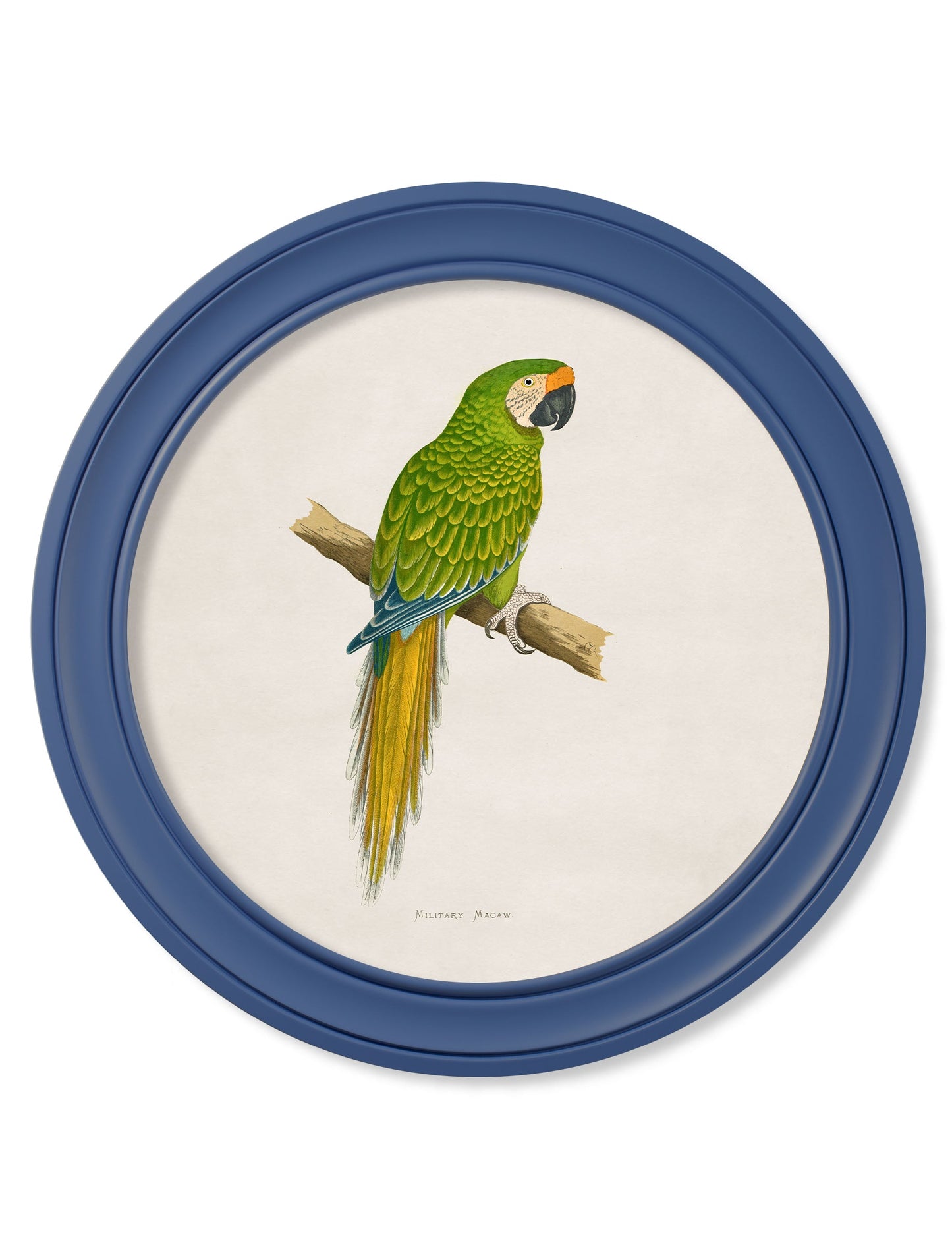 c 1884 collection of macaws in round frames red in size 70 x 70cm - glass-fronted framed wall art print with solid wood frame, perfect for luxury home decor