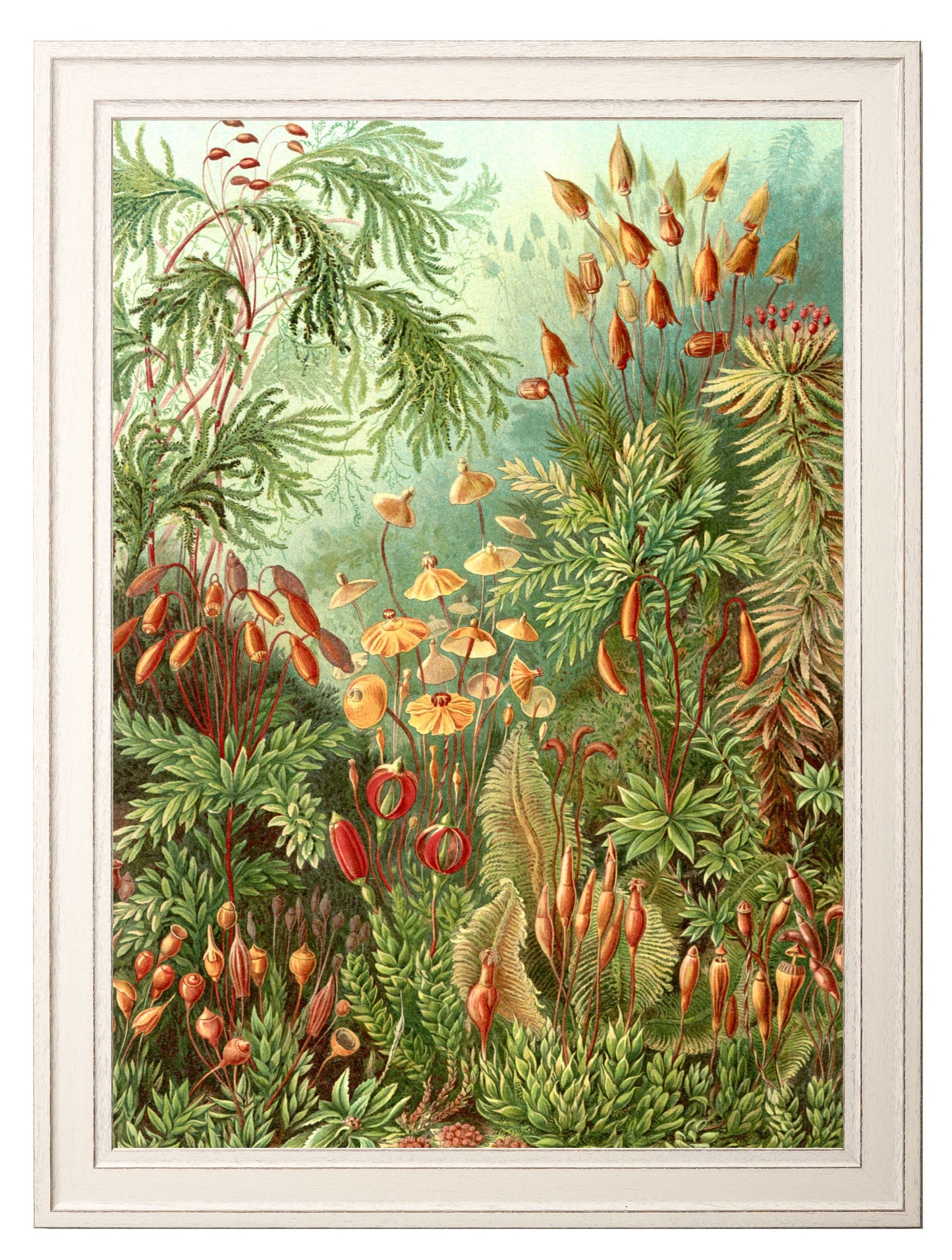 c 1904 study of ferns print in size 50 x 70cm - glass-fronted framed wall art print with solid wood frame, perfect for luxury home decor