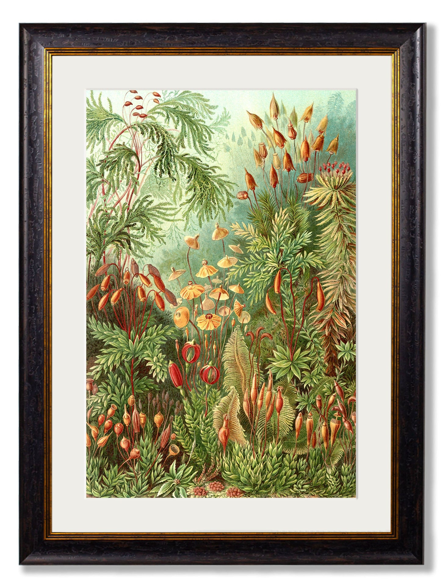 c 1904 haeckel flora in size 50 x 70cm - glass-fronted framed wall art print with solid wood frame, perfect for luxury home decor