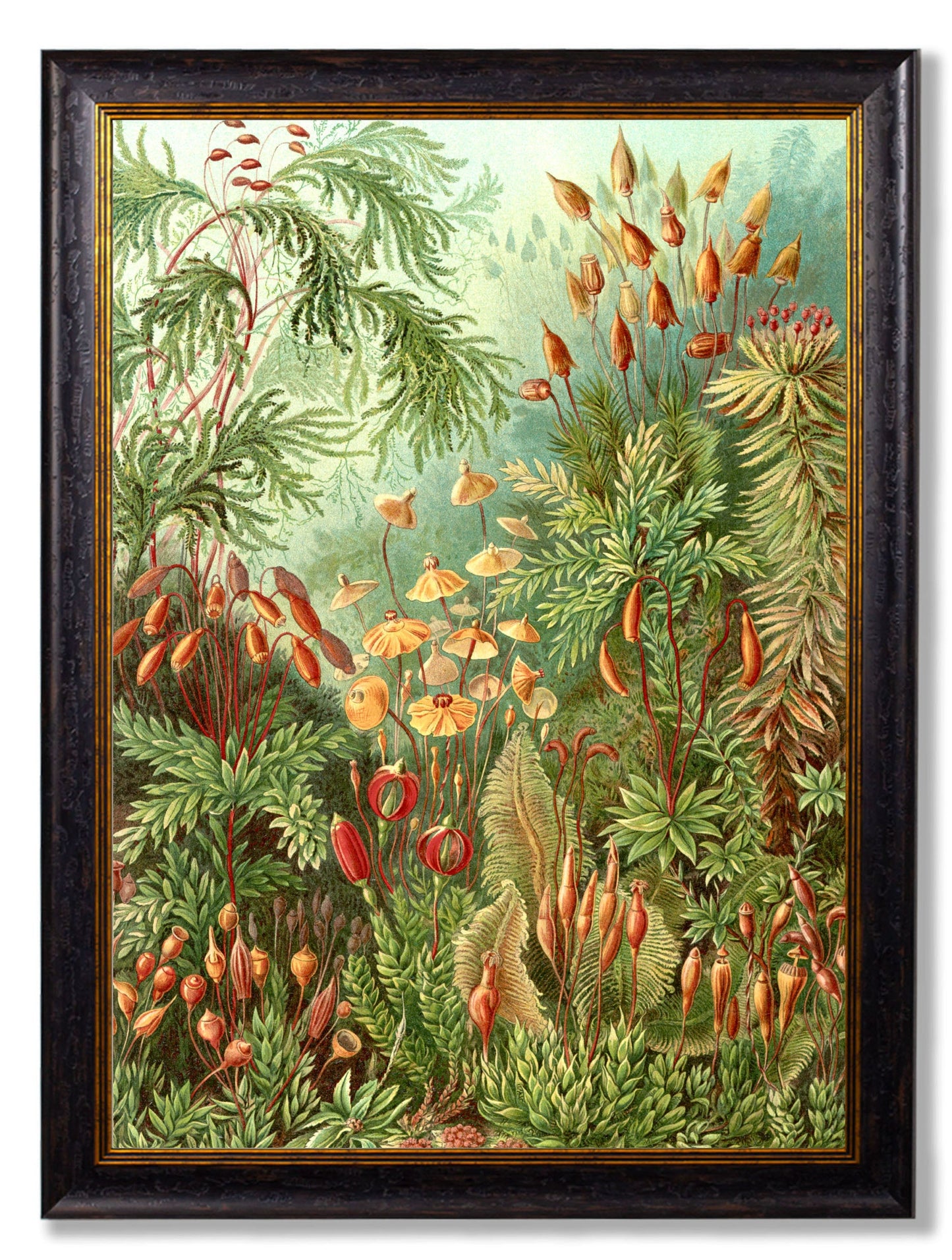 c 1904 haeckel flora in size 38 x 50cm - glass-fronted framed wall art print with solid wood frame, luxury wall art for sophisticated spaces