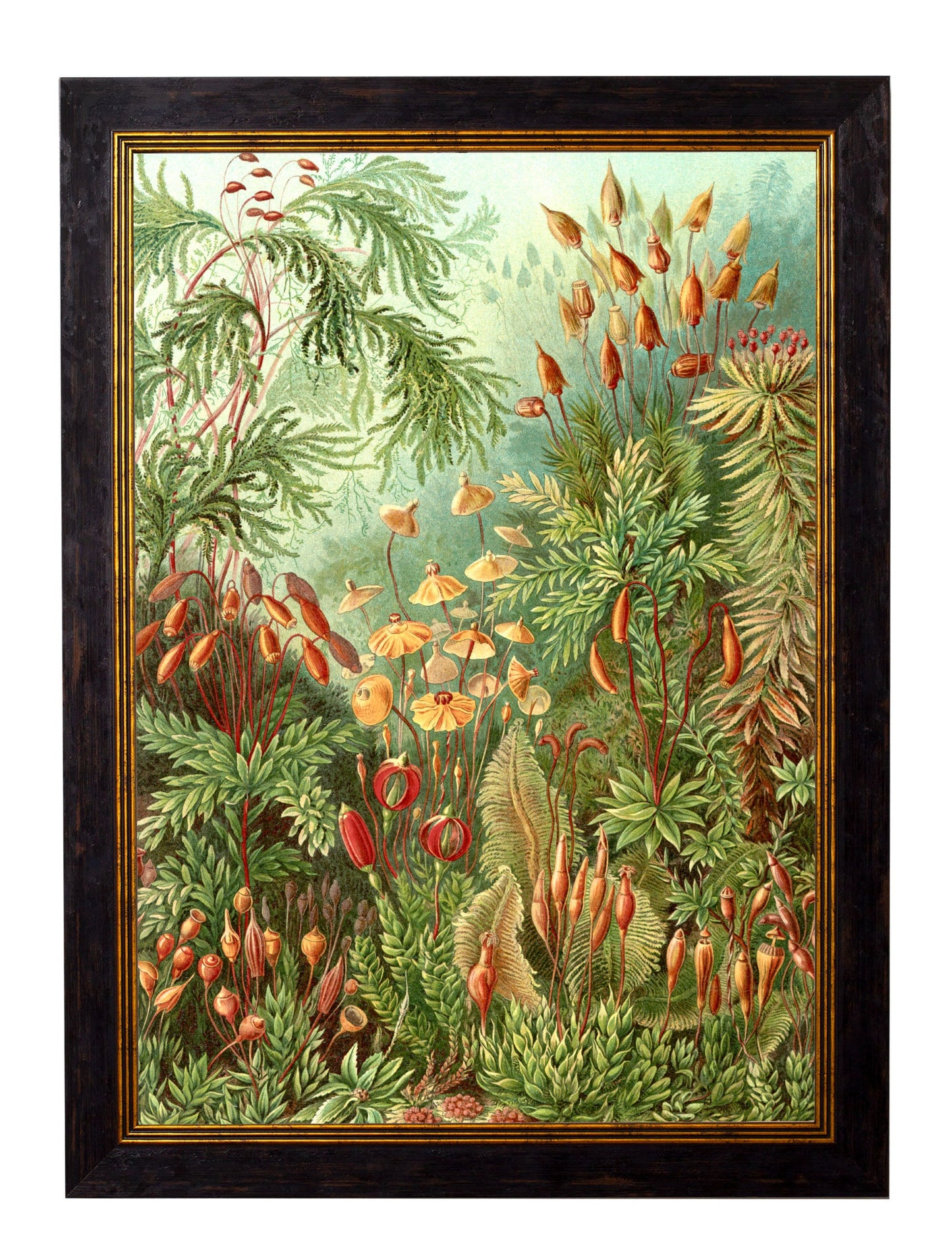 c 1904 haeckel flora in size 50 x 70cm - glass-fronted framed wall art print with solid wood frame, a beautiful addition to stylish homes