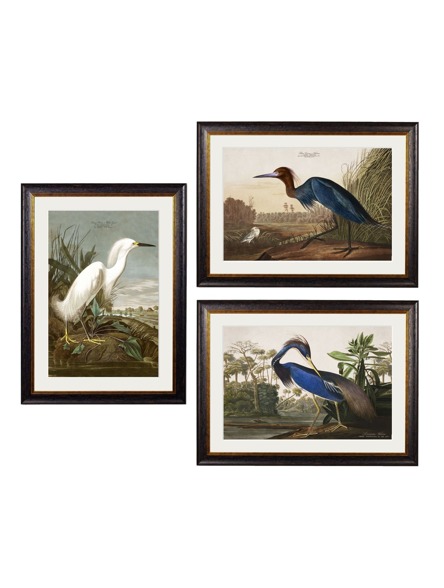 c 1838 audubons herons in size 38 x 50cm - glass-fronted framed wall art print with solid wood frame, luxury wall art for sophisticated spaces