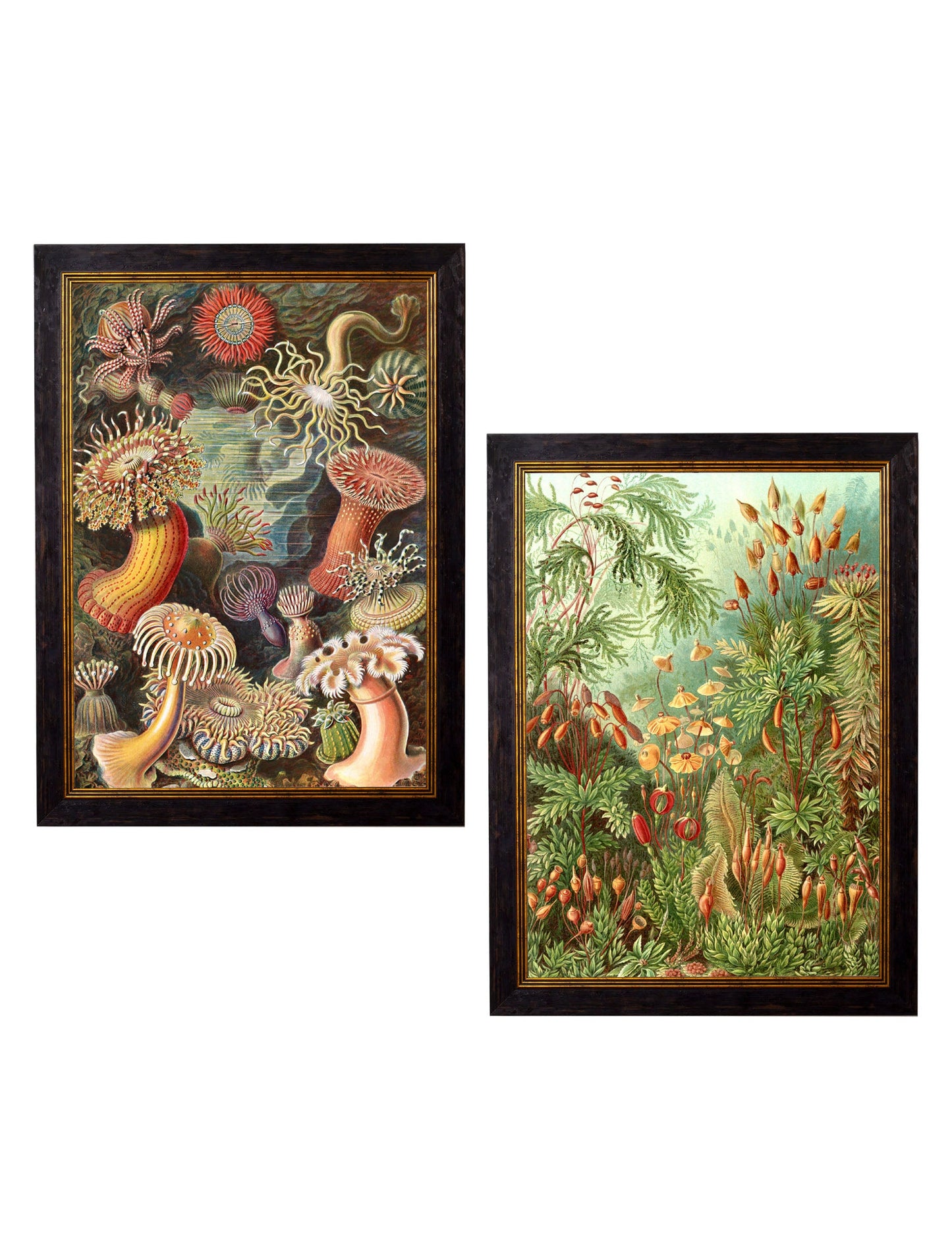 c 1904 haeckel flora in size 50 x 70cm - glass-fronted framed wall art print with solid wood frame, perfect for luxury home decor