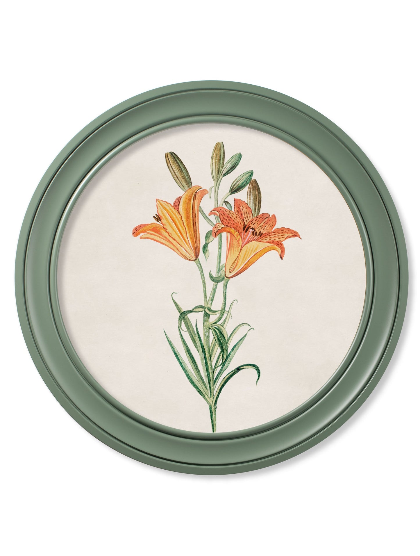 c 1780 flowering plants round frame green in size 70 x 70cm - glass-fronted framed wall art print with solid wood frame, a beautiful addition to stylish homes