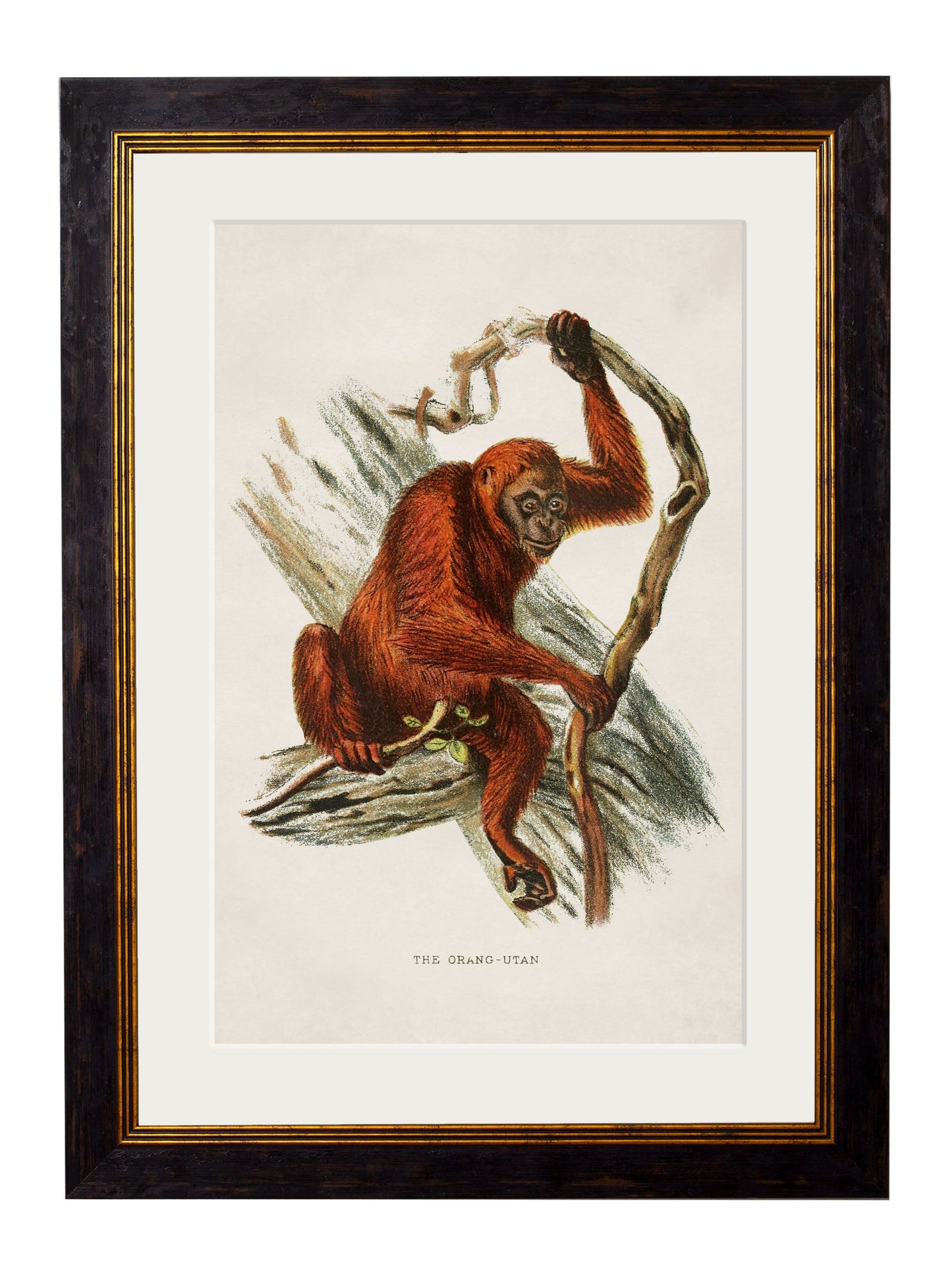 c 1910 collection of primates - premium glass-fronted framed art print with solid wood frame, designed for high-end interior design