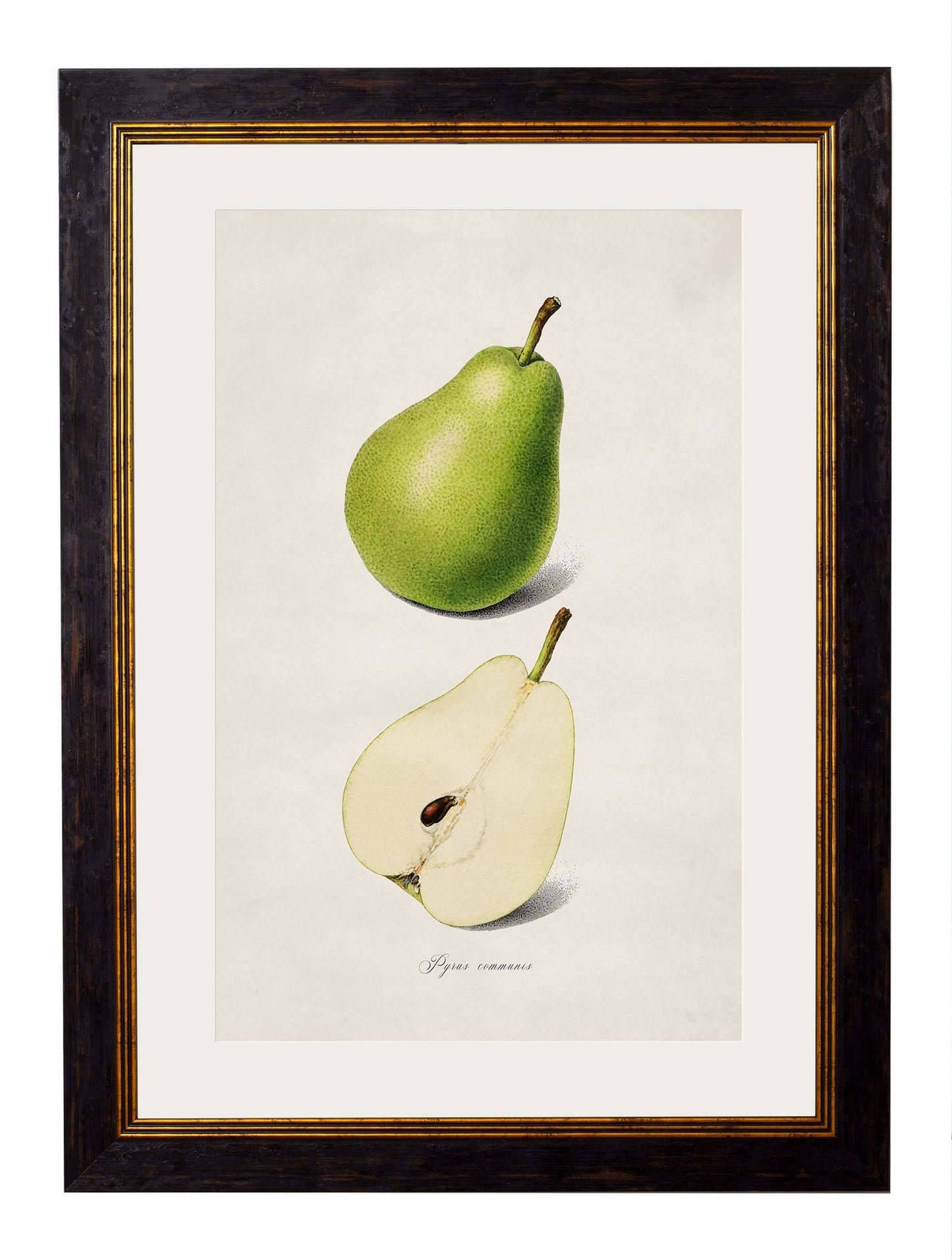 c 1886 study of peaches in size 38 x 50cm - glass-fronted framed wall art print with solid wood frame, designed for high-end interior design