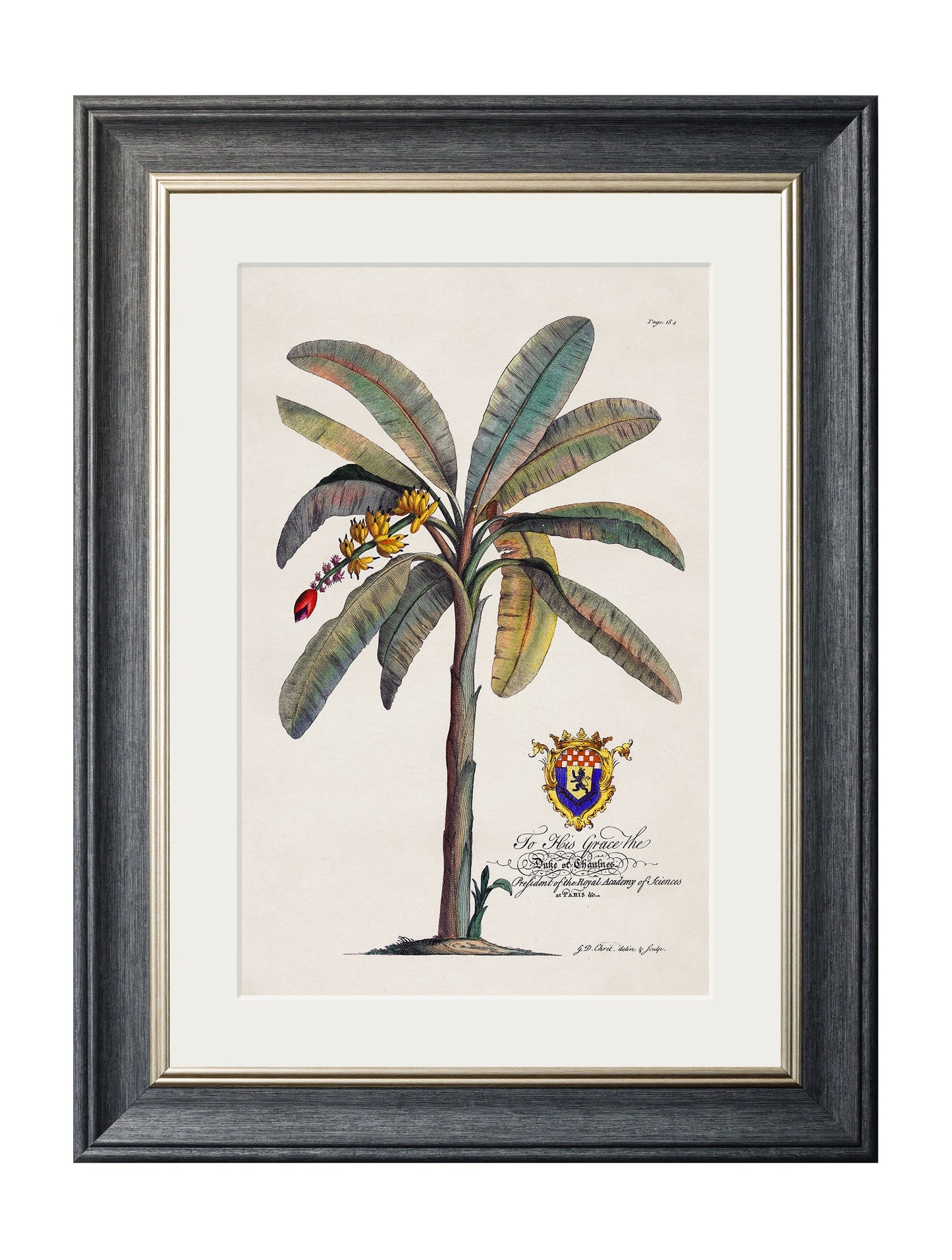studies of palms in size 50 x 70cm - glass-fronted framed wall art print with solid wood frame, luxury wall art for sophisticated spaces