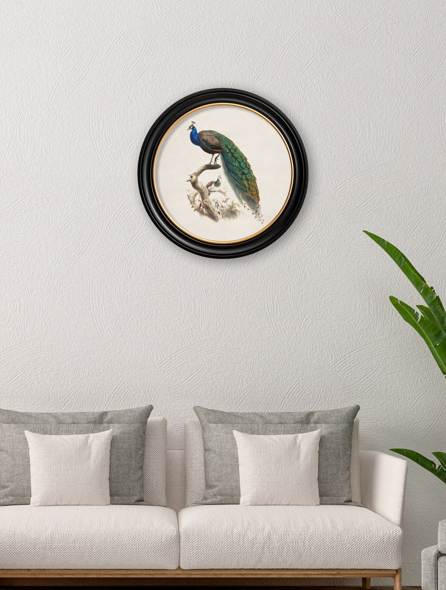 c 1800s peacock in round frame in size 70 x 70cm - glass-fronted framed wall art print with solid wood frame, adds elegance to your decor