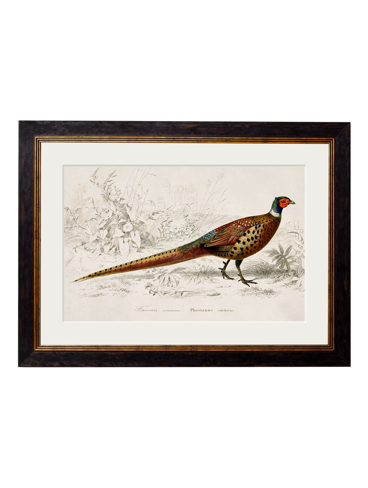 c 1850s pheasant in size 50 x 70cm - glass-fronted framed wall art print with solid wood frame, perfect for luxury home decor