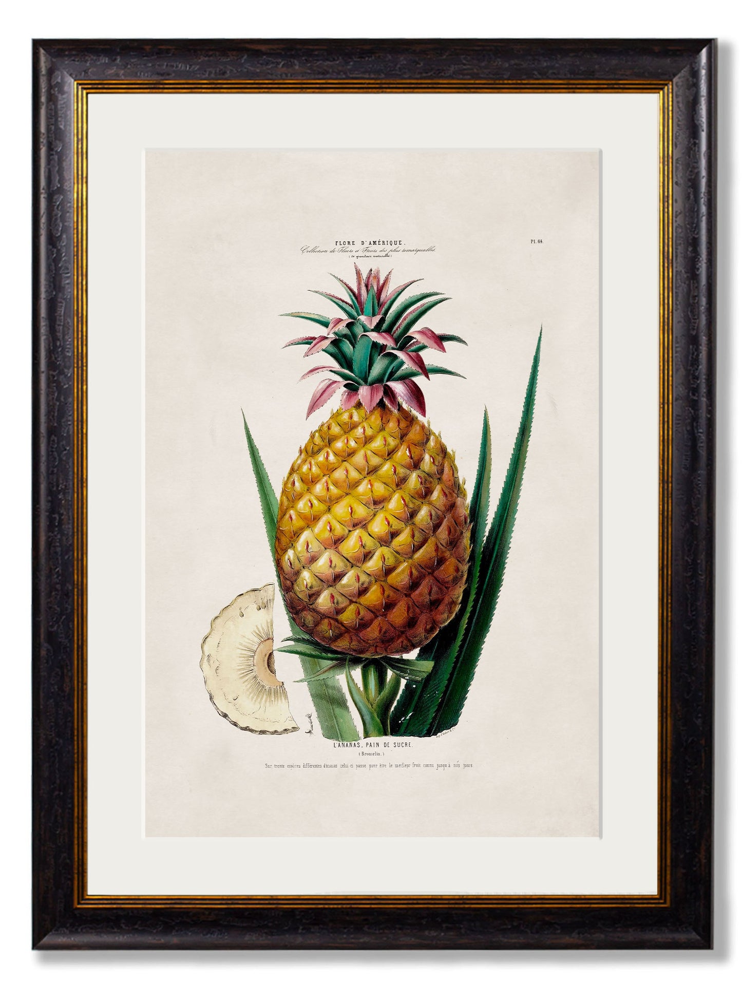 c 1843 pineapple tree framed print in size 70 x 95cm - glass-fronted framed wall art print with solid wood frame, luxury wall art for sophisticated spaces