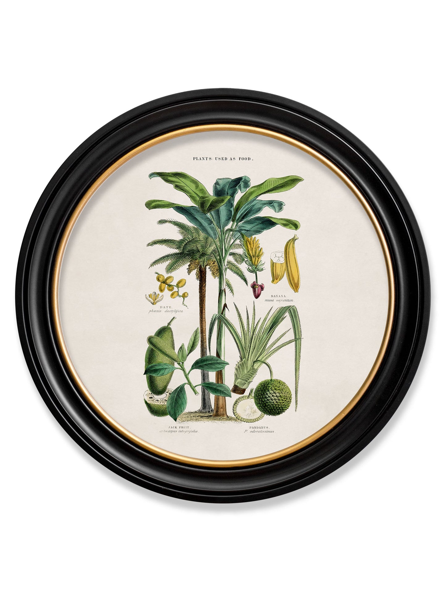 c 1877 tropical plants used as food and clothing round frame 1 in size 70 x 70cm - glass-fronted framed wall art print with solid wood frame, luxury wall art for sophisticated spaces