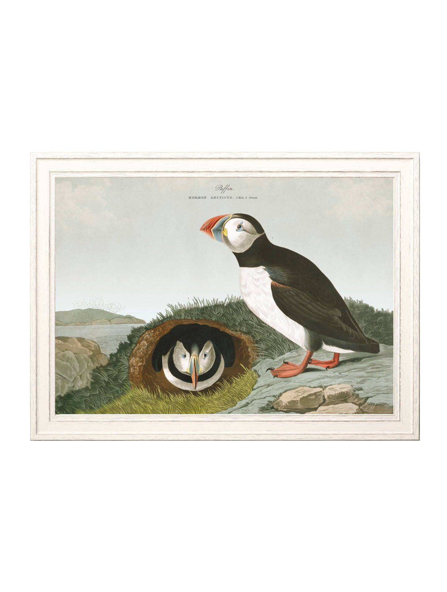 c 1838 audubons puffins in size 50 x 70cm - glass-fronted framed wall art print with solid wood frame, ideal for modern interiors