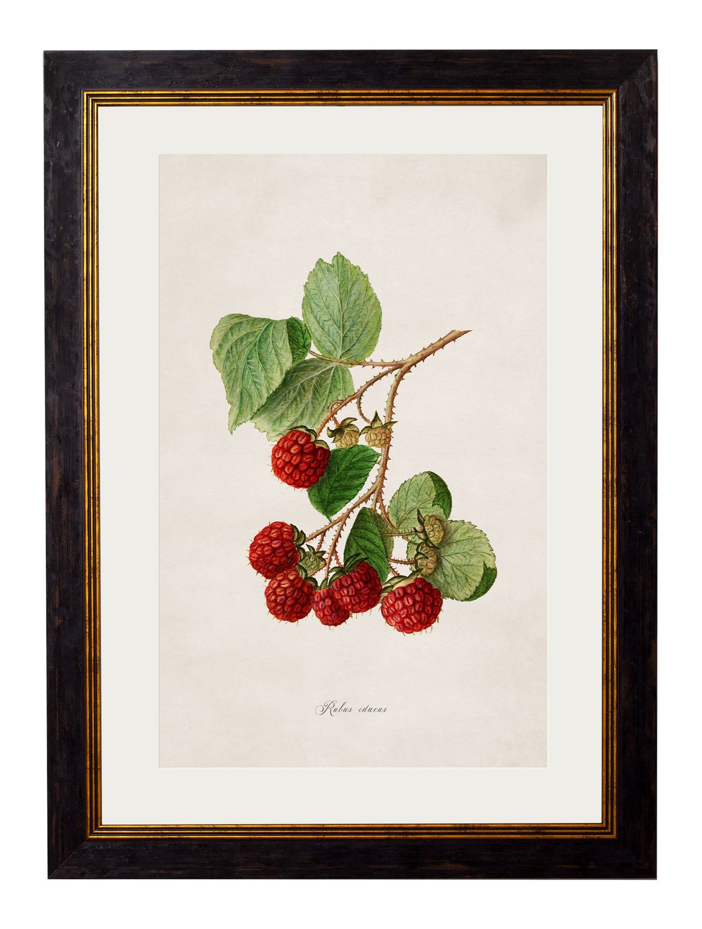 c 1886 study of blackberries in size 38 x 50cm - glass-fronted framed wall art print with solid wood frame, adds elegance to your decor