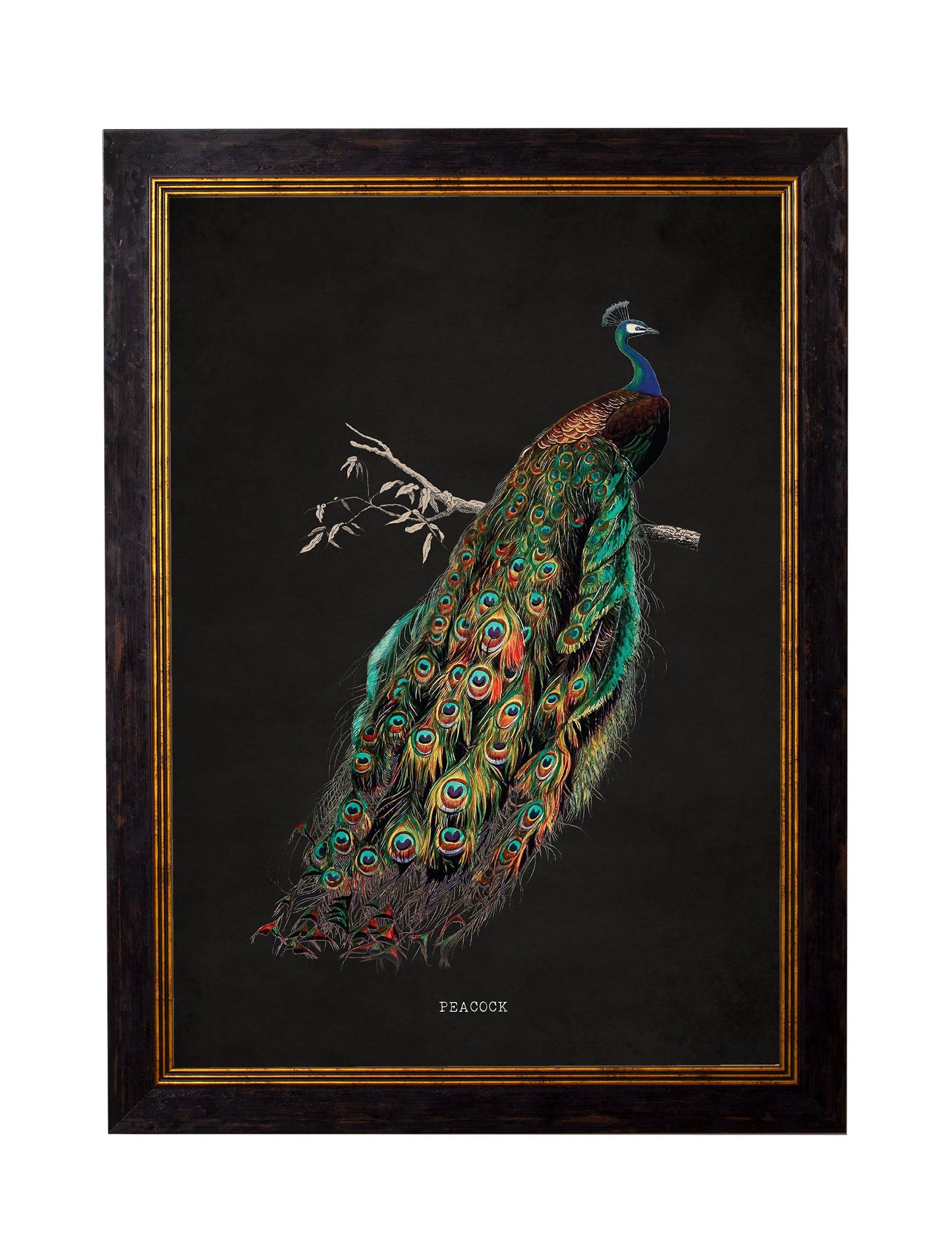 c 1847 peacocks dark in size 50 x 70cm - glass-fronted framed wall art print with solid wood frame, perfect for luxury home decor