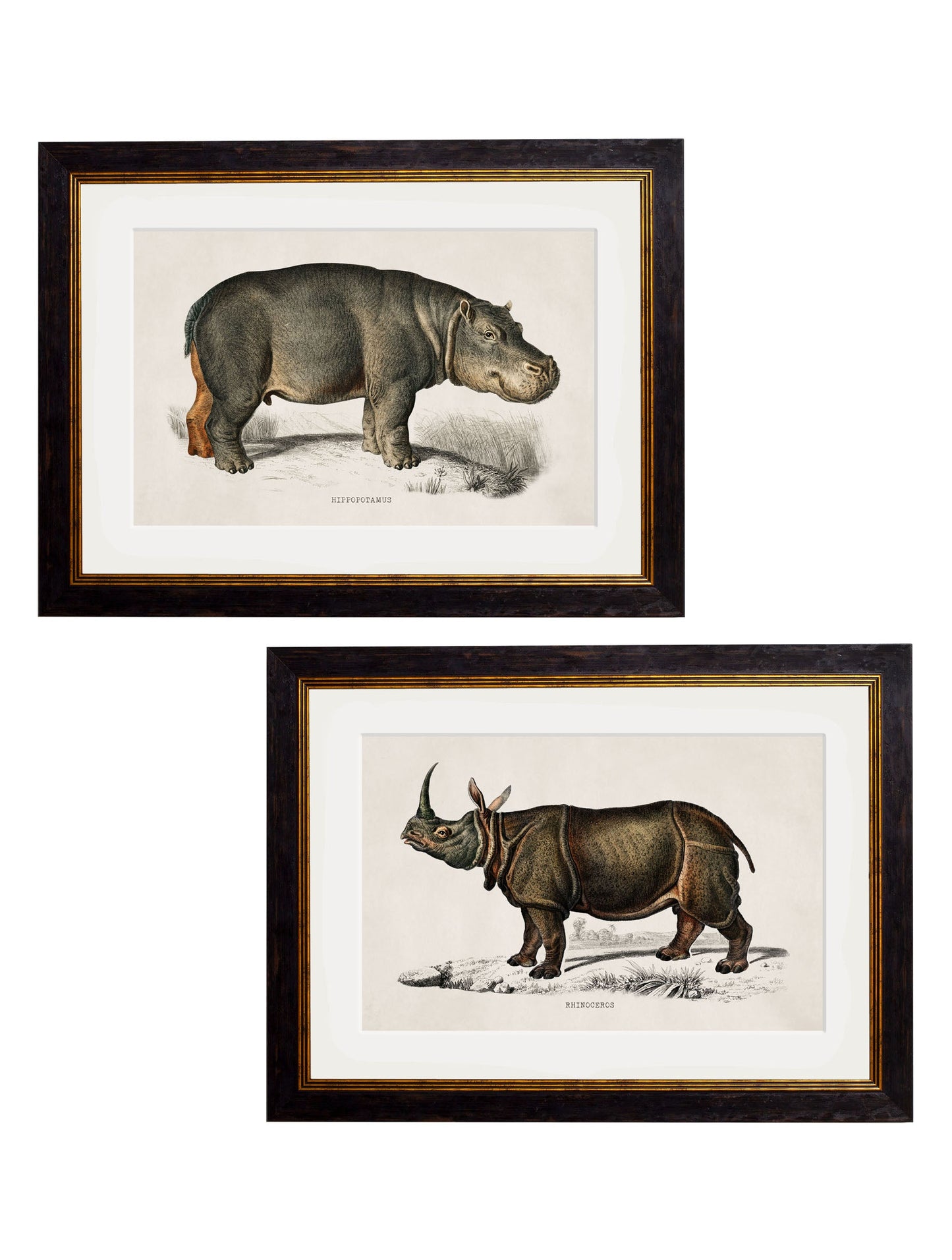 c.1846 Rhino & Hippo in size 38 x 50cm - glass-fronted framed wall art print with solid wood frame, designed for high-end interior design
