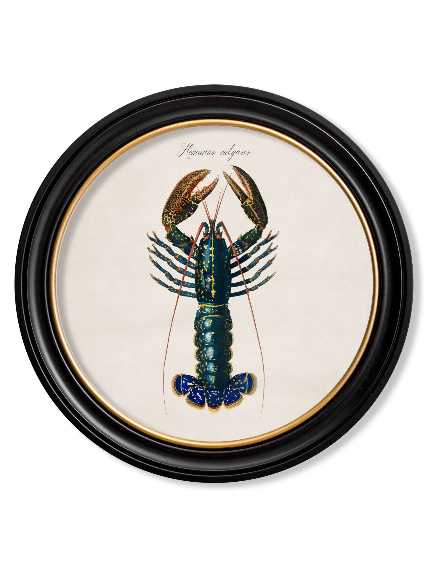 c 1876 marine animals in round frames in size 44 x 44cm - glass-fronted framed wall art print with solid wood frame, designed for high-end interior design