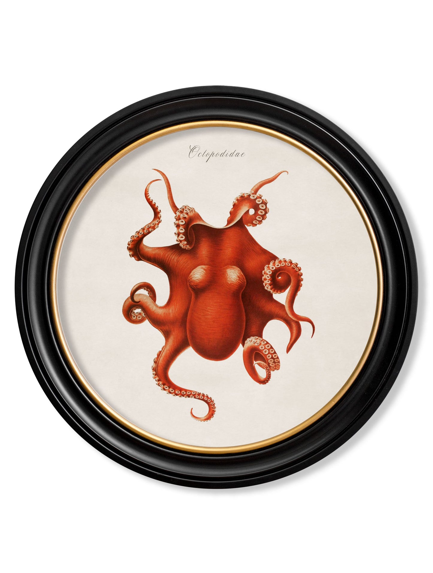 c 1876 marine animals in round frames in size 70 x 70cm - glass-fronted framed wall art print with solid wood frame, a beautiful addition to stylish homes