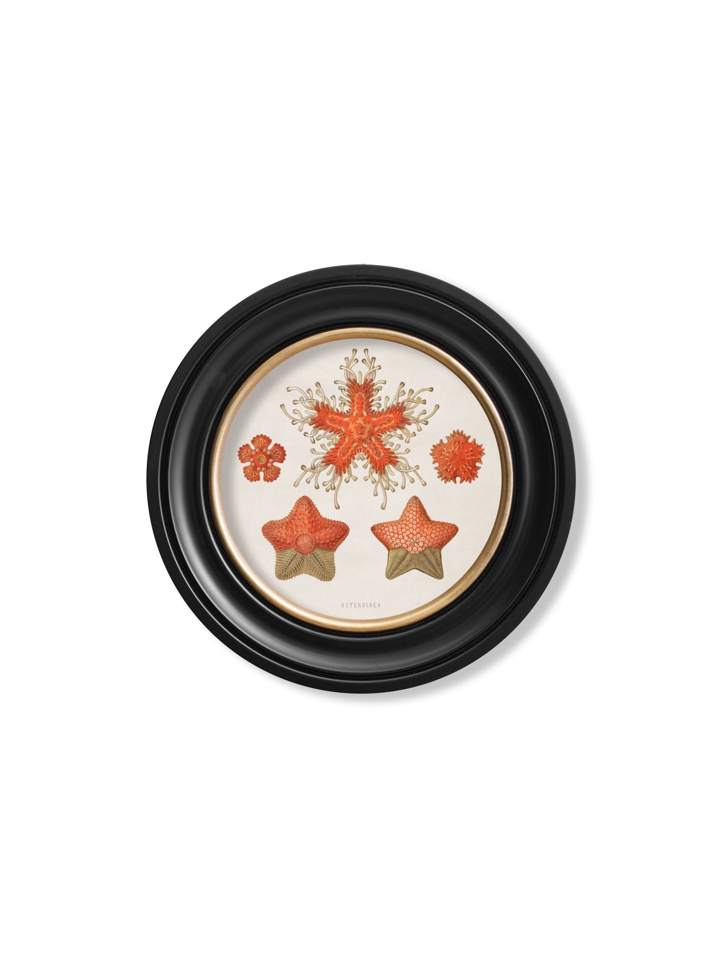 c 1904 haeckel sealife round frames in size 70 x 70cm - glass-fronted framed wall art print with solid wood frame, ideal for contemporary home styling