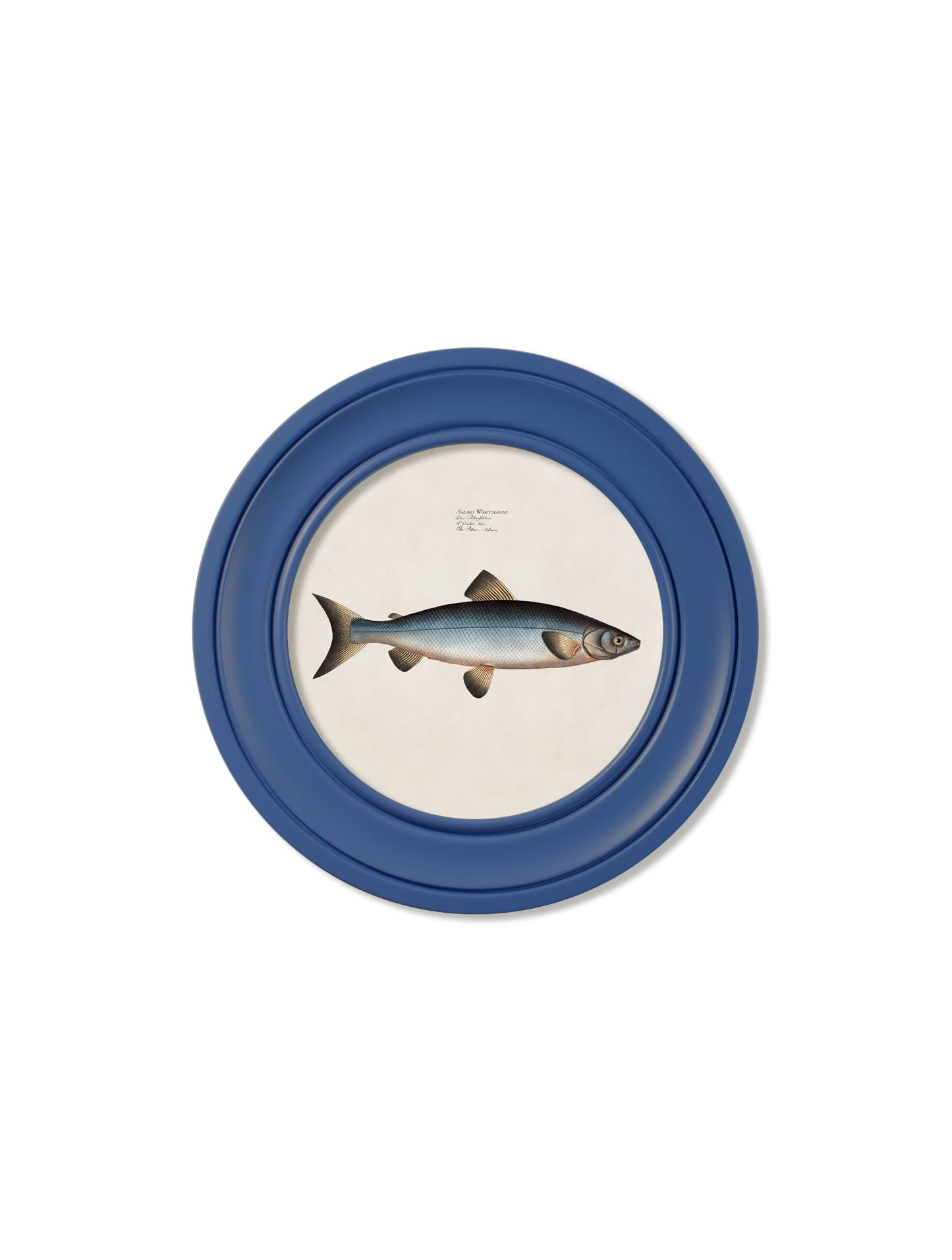 c 1785 goldfish and golden orfe round frame blue in size 70 x 70cm - glass-fronted framed wall art print with solid wood frame, ideal for contemporary home styling