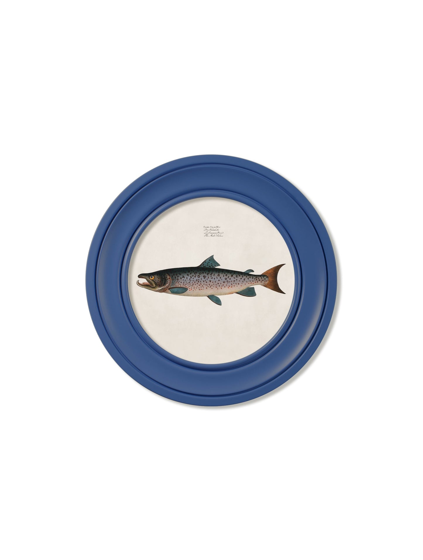 c 1785 goldfish and golden orfe round frame blue in size 44 x 44 cm - glass-fronted framed wall art print with solid wood frame, ideal for modern interiors