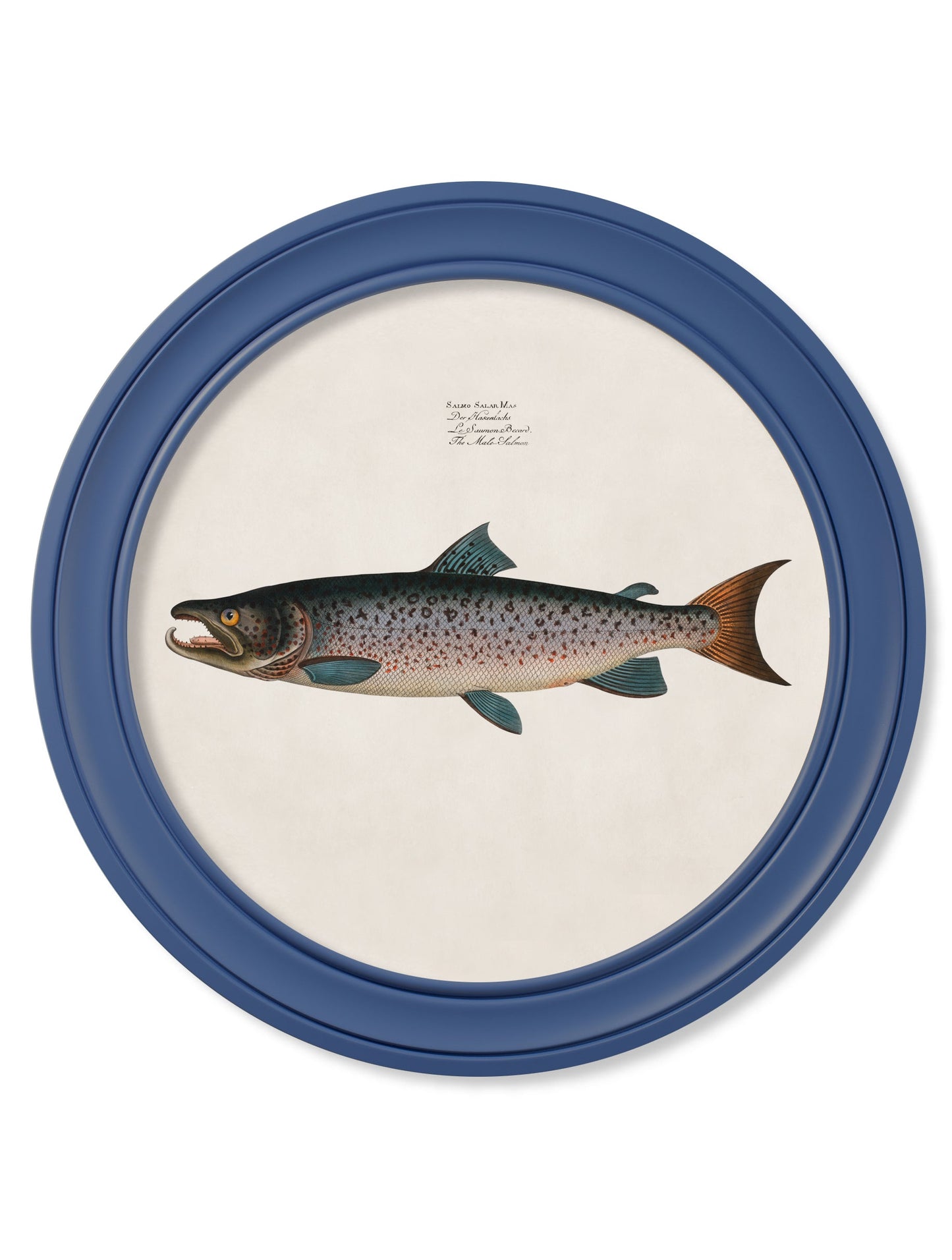 c 1785 goldfish and golden orfe round frame blue in size 70 x 70cm - glass-fronted framed wall art print with solid wood frame, ideal for contemporary home styling