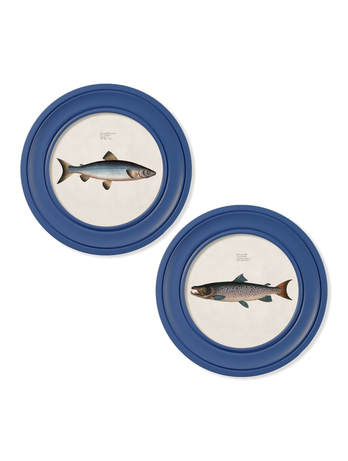 c 1785 goldfish and golden orfe round frame blue in size 44 x 44 cm - glass-fronted framed wall art print with solid wood frame, designed for high-end interior design