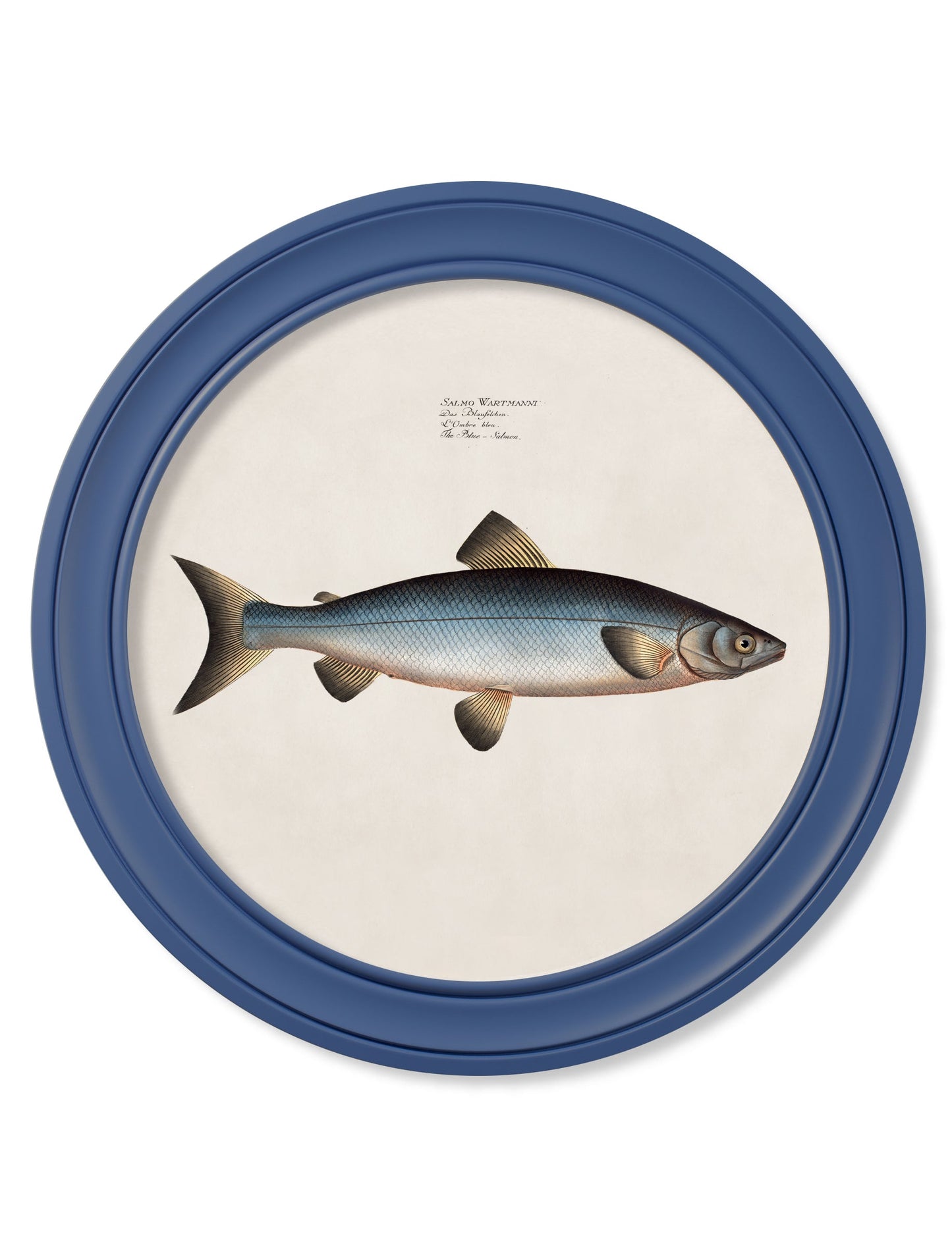 c 1785 goldfish and golden orfe round frame blue in size 70 x 70cm - glass-fronted framed wall art print with solid wood frame, ideal for modern interiors