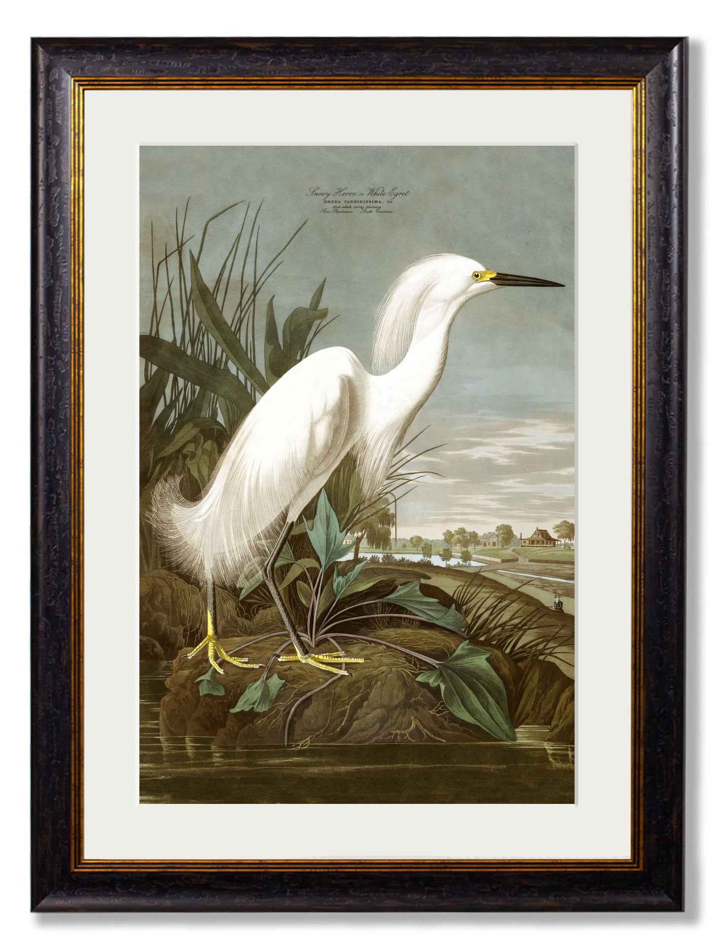 c 1838 audubons herons in size 50 x 70cm - glass-fronted framed wall art print with solid wood frame, adds elegance to your decor