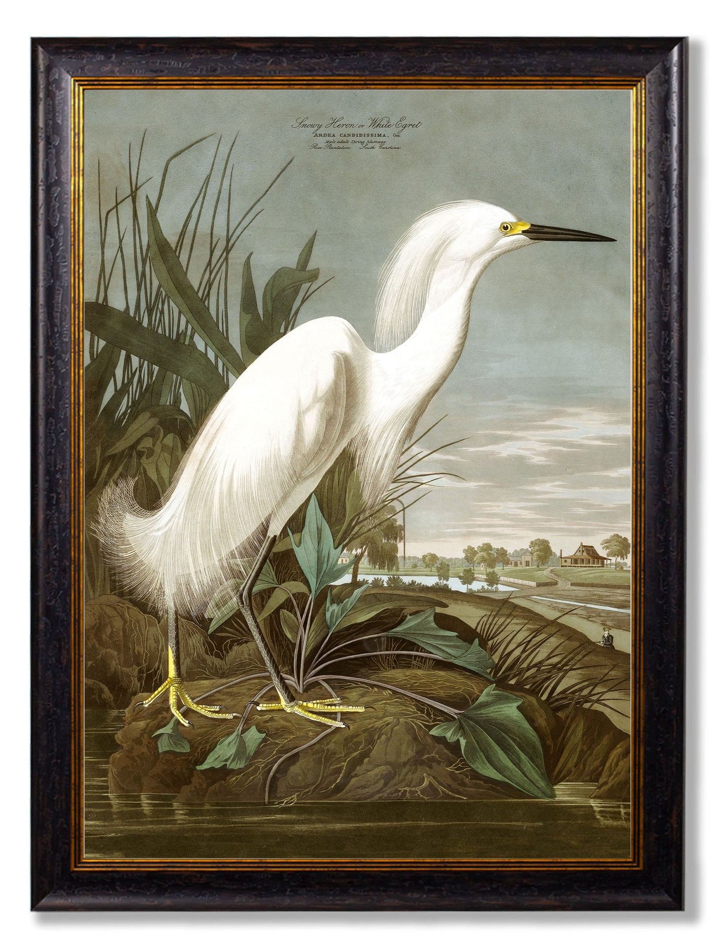 c 1838 audubons herons in size 50 x 70cm - glass-fronted framed wall art print with solid wood frame, designed for high-end interior design