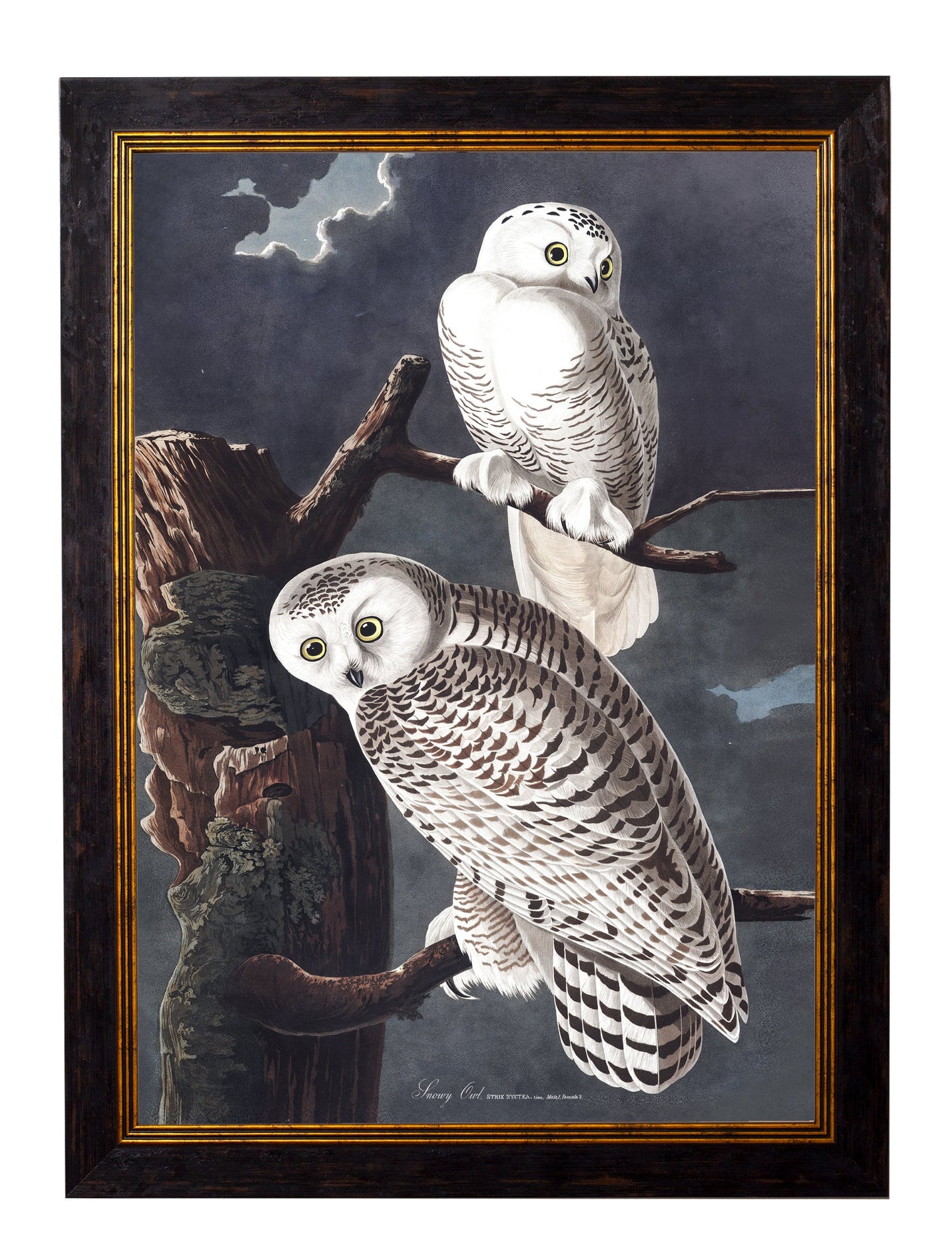 c 1838 audubons owls in size 38 x 50cm - glass-fronted framed wall art print with solid wood frame, perfect for luxury home decor