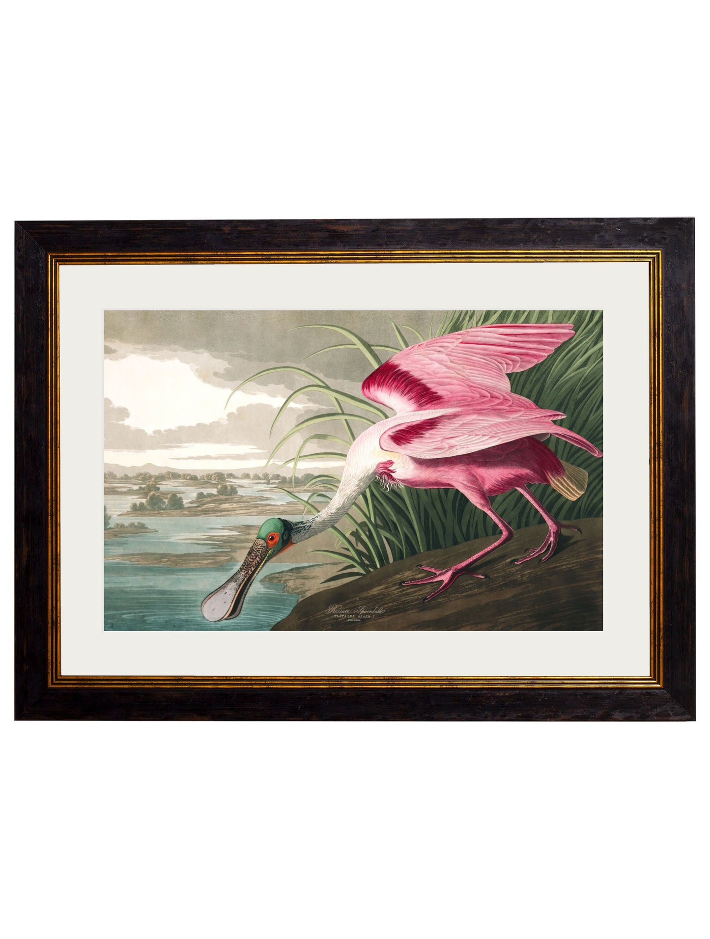 c 1838 audubons birds of america in size 50 x 70cm - glass-fronted framed wall art print with solid wood frame, luxury wall art for sophisticated spaces