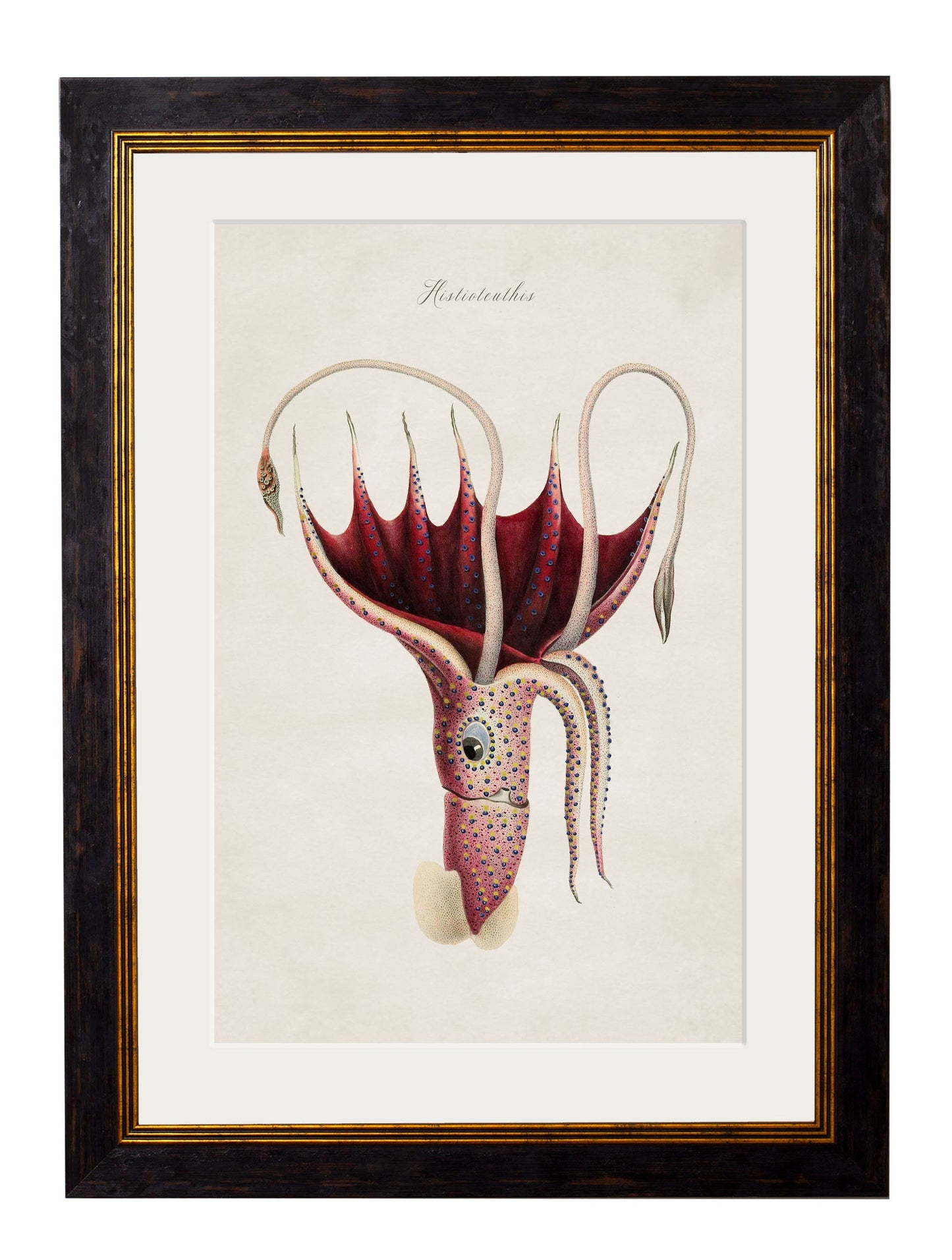 c 1876 collection of marine animals in size 50 x 70cm - glass-fronted framed wall art print with solid wood frame, ideal for modern interiors