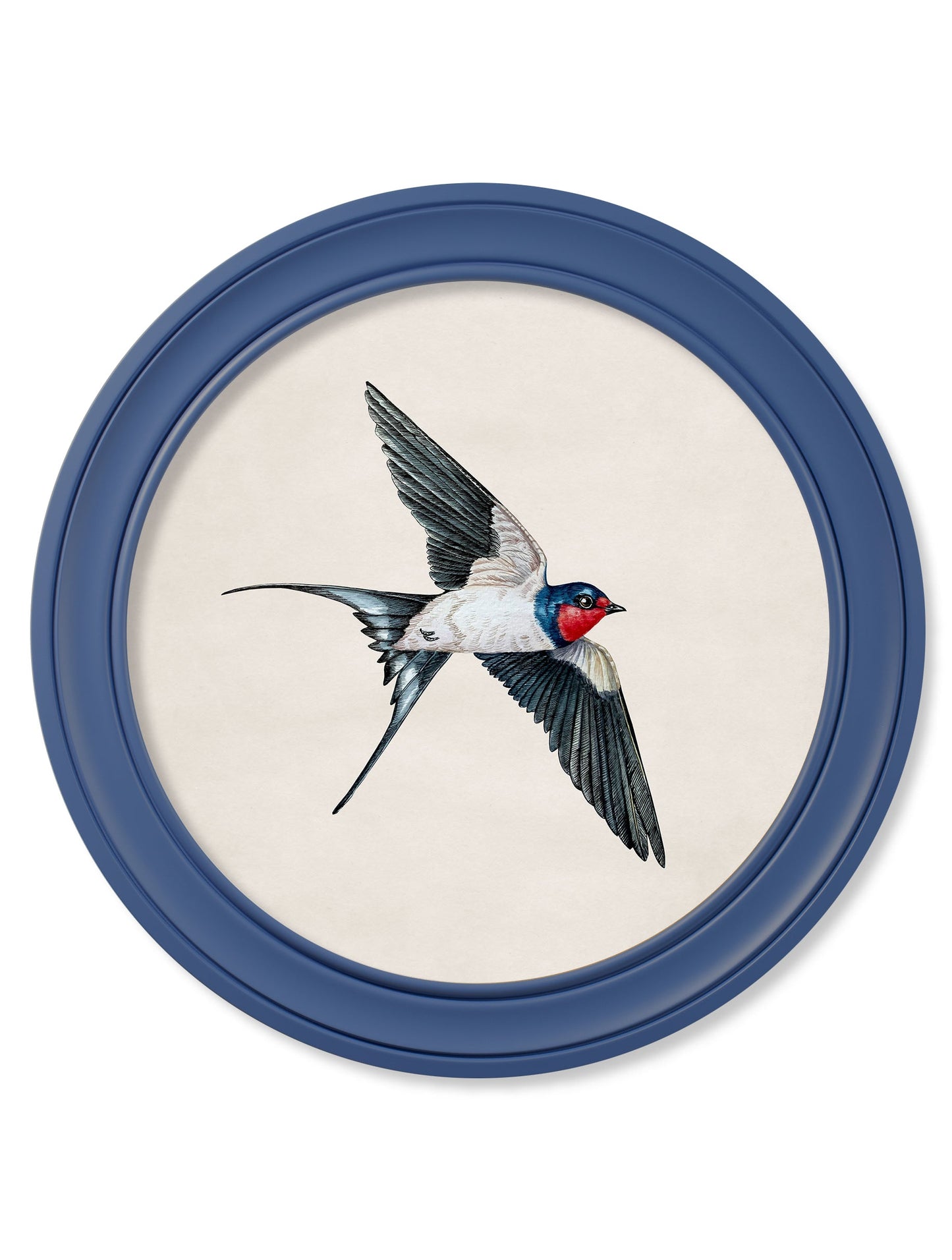 c 1875 swallows in round frames blue in size 70 x 70cm - glass-fronted framed wall art print with solid wood frame, ideal for contemporary home styling