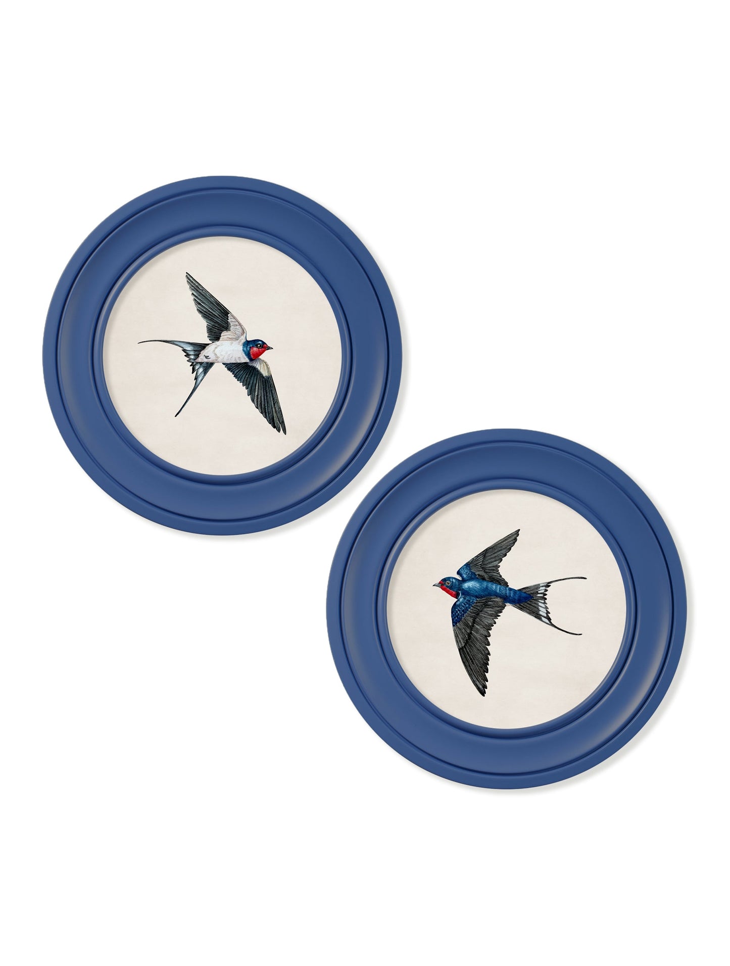 c 1875 swallows in round frames blue in size 44 x 44cm - glass-fronted framed wall art print with solid wood frame, luxury wall art for sophisticated spaces